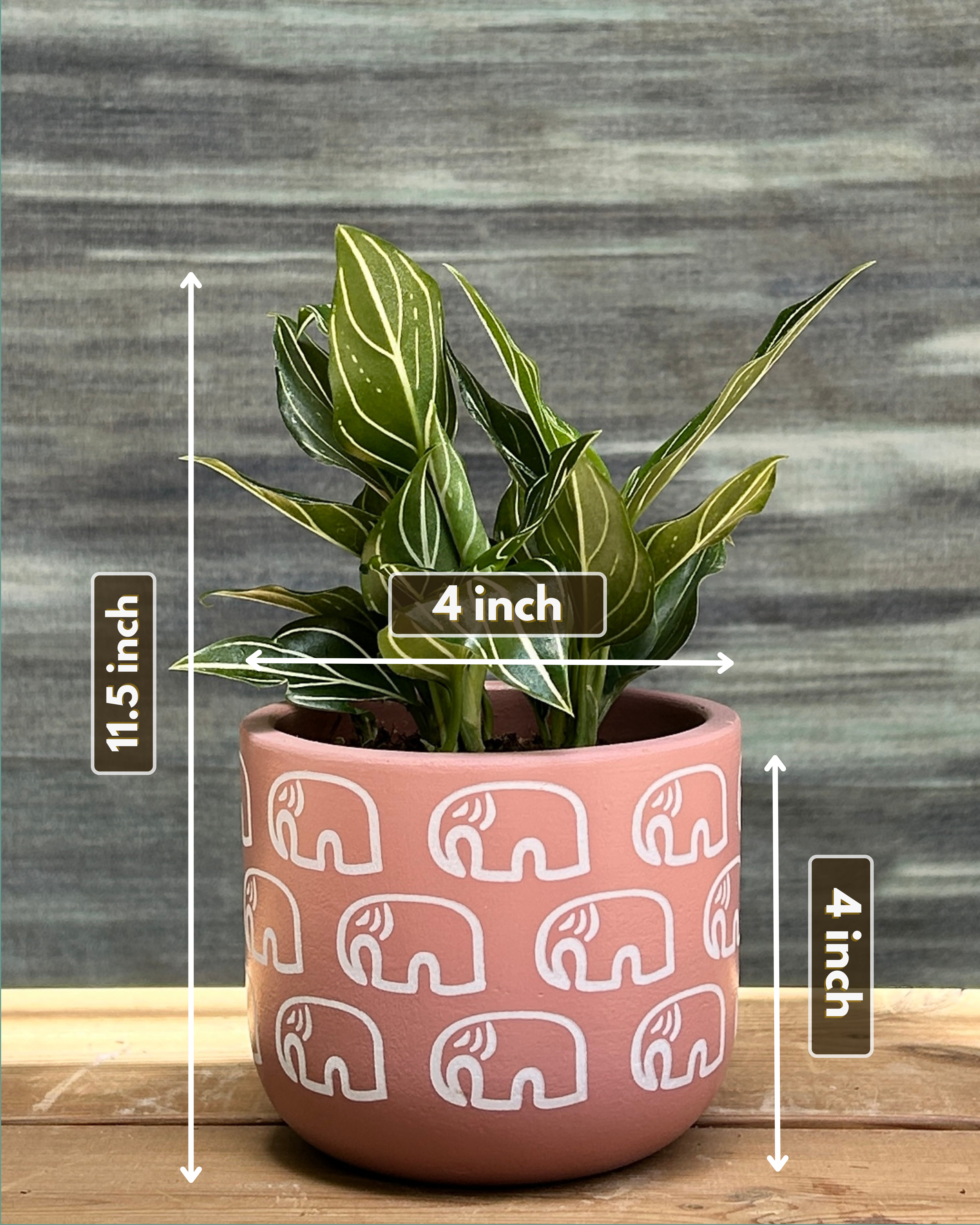 Aglaonema White Vein in Elephant Pastel