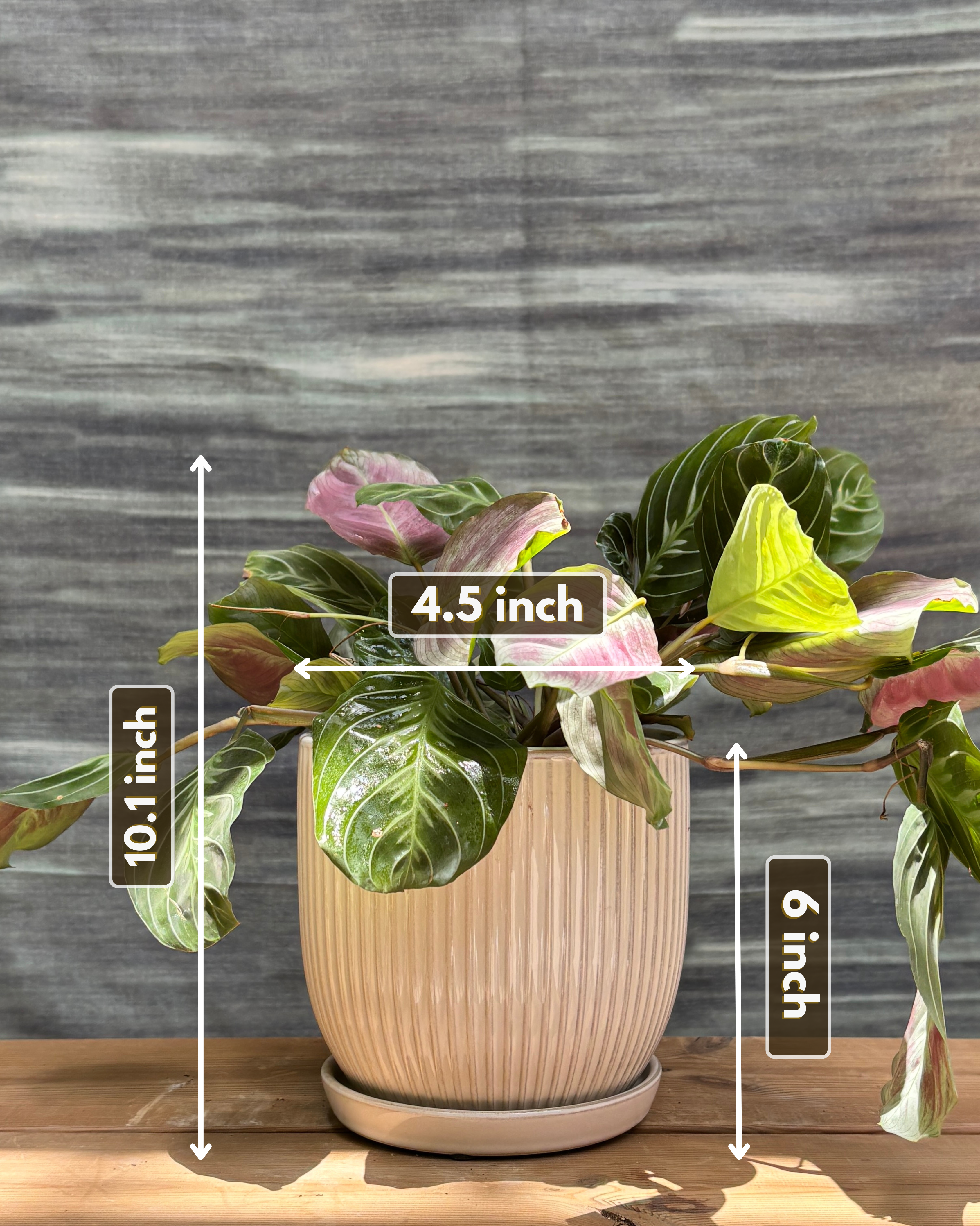 Maranta in Ceramic Plated