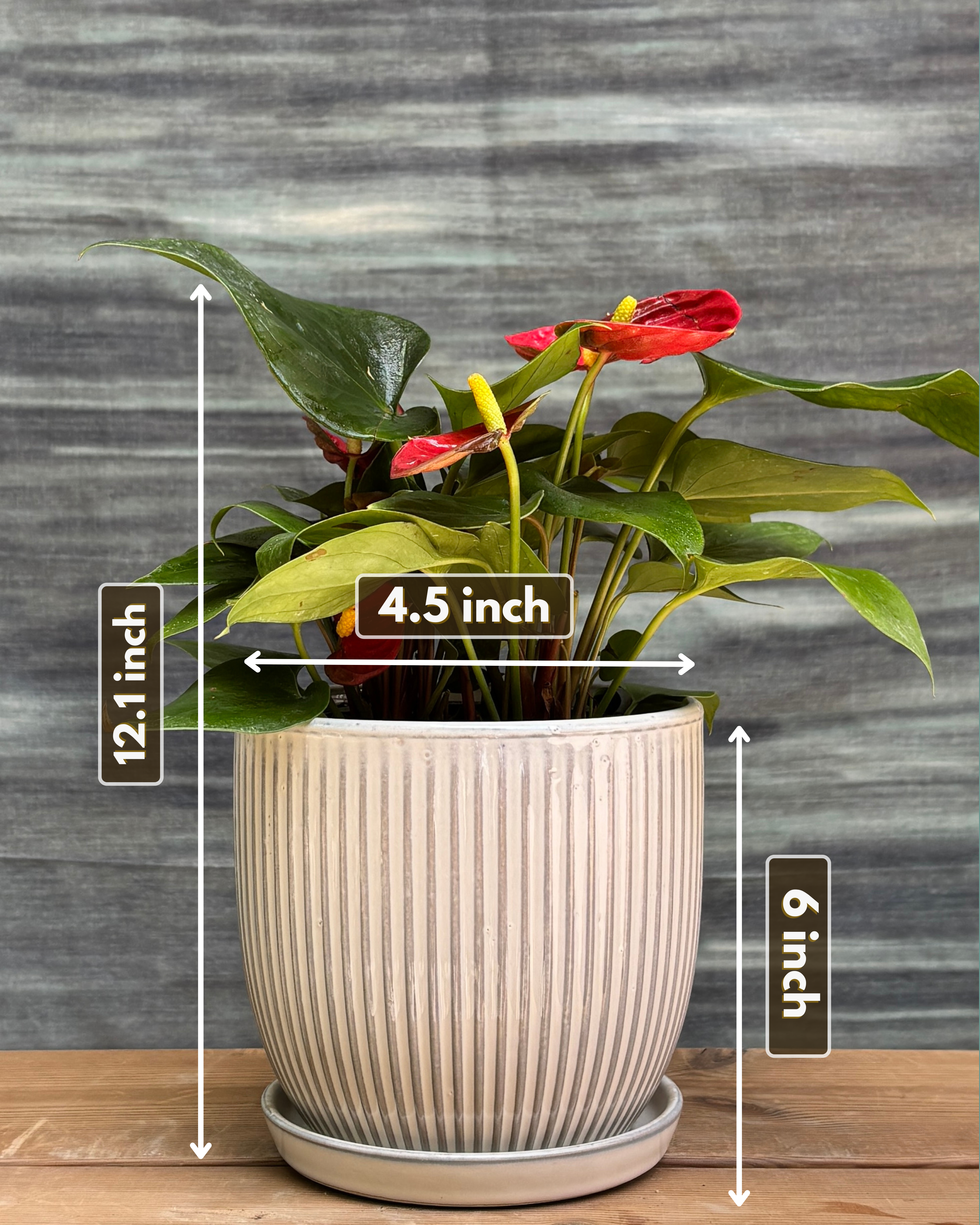 Anthurium Flamingo in Ceramic Plated
