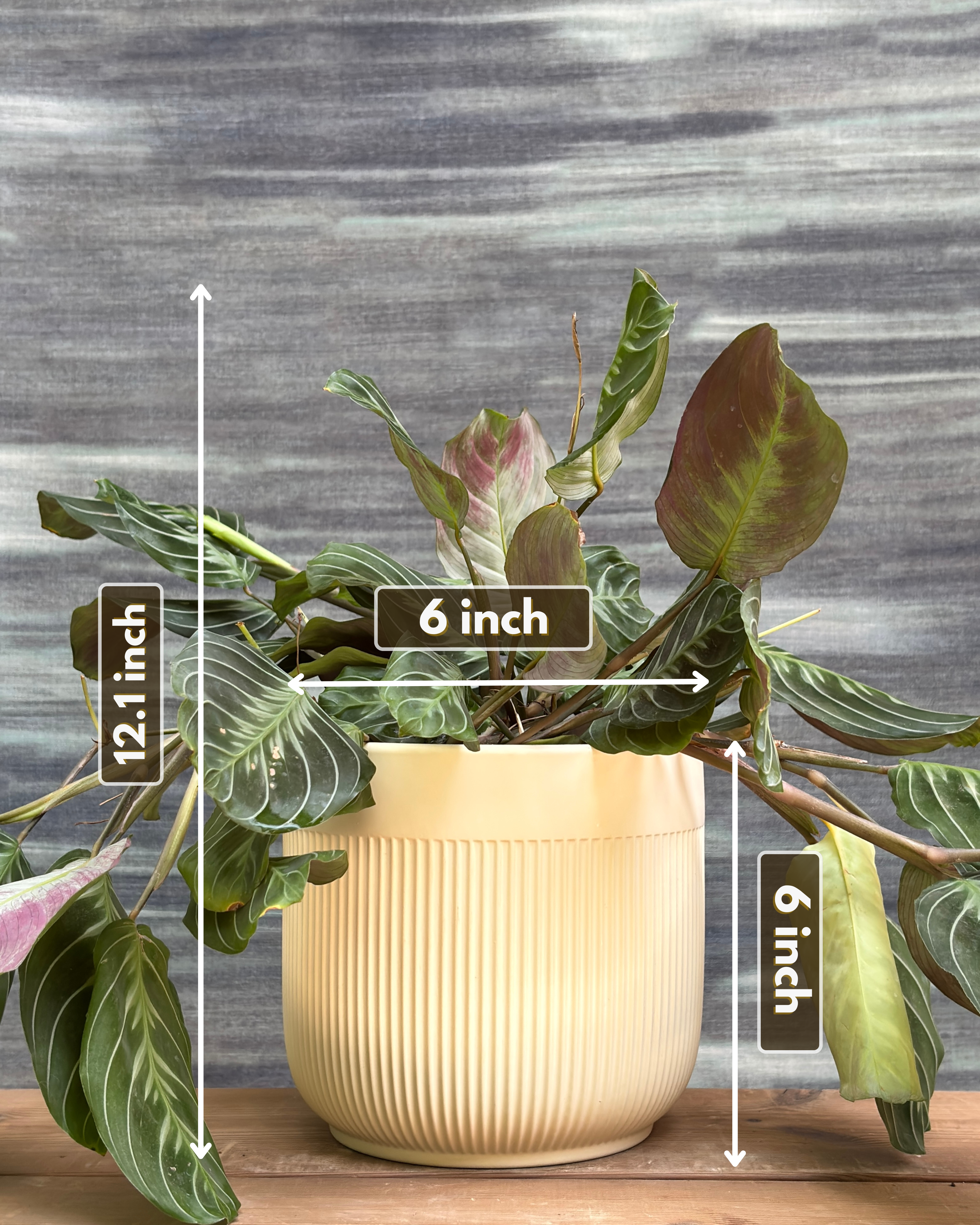 Maranta in Ribbed Band