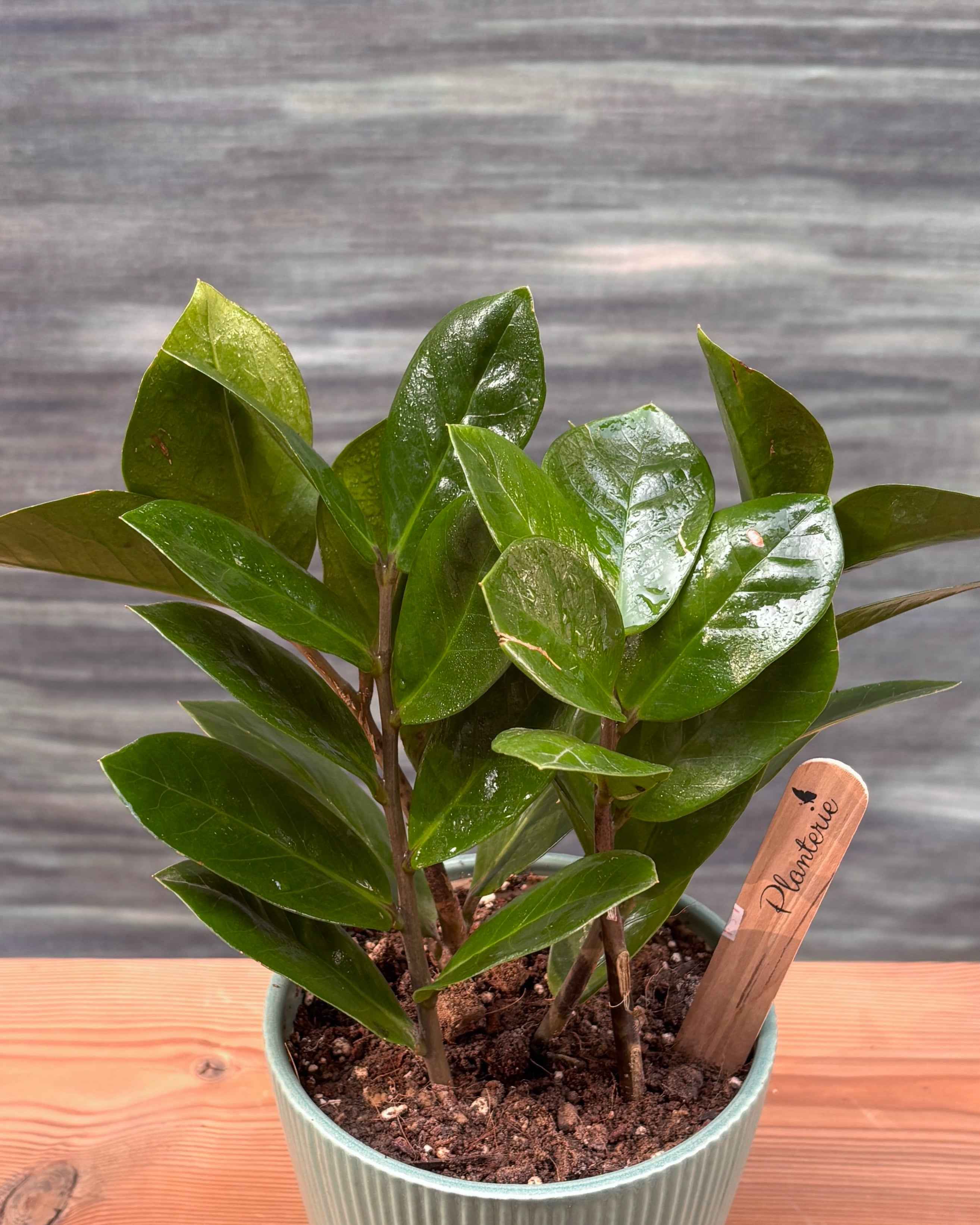 ZZ Green in Pastel Green Planterie Studio Pvt. Ltd.