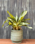 Agloanema Green in a Spring Planterie Studio Pvt. Ltd.
