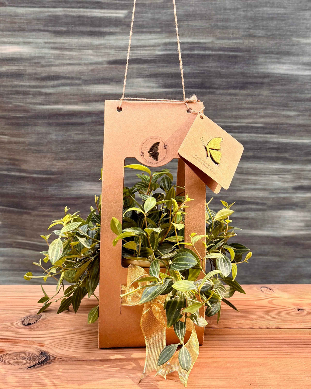 Peperomia in Honey Pot Planterie Studio Pvt. Ltd.