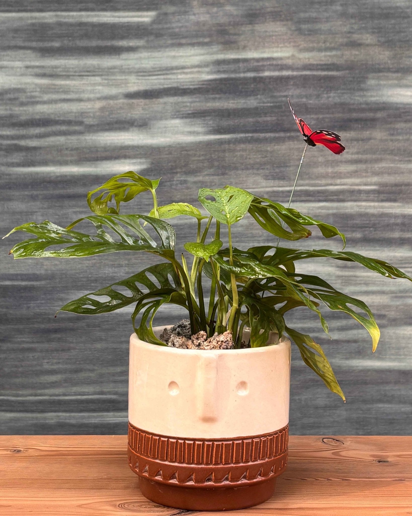 monstera adansonii terracotta pot Monsterra Adansonii in Tribal Pot