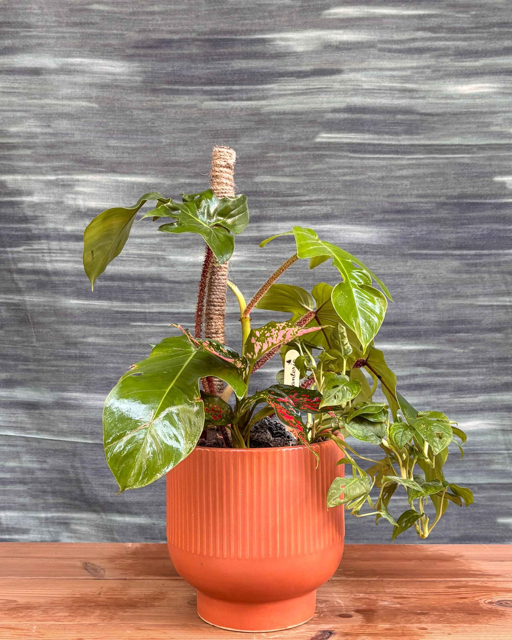 Tropical Plants on Orange Pedestal Planterie Studio Pvt. Ltd.