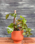 Tropical Plants on Orange Pedestal Planterie Studio Pvt. Ltd.