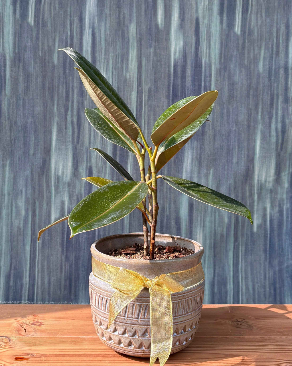 Rubber Plant in Urn Planterie Studio Pvt. Ltd.