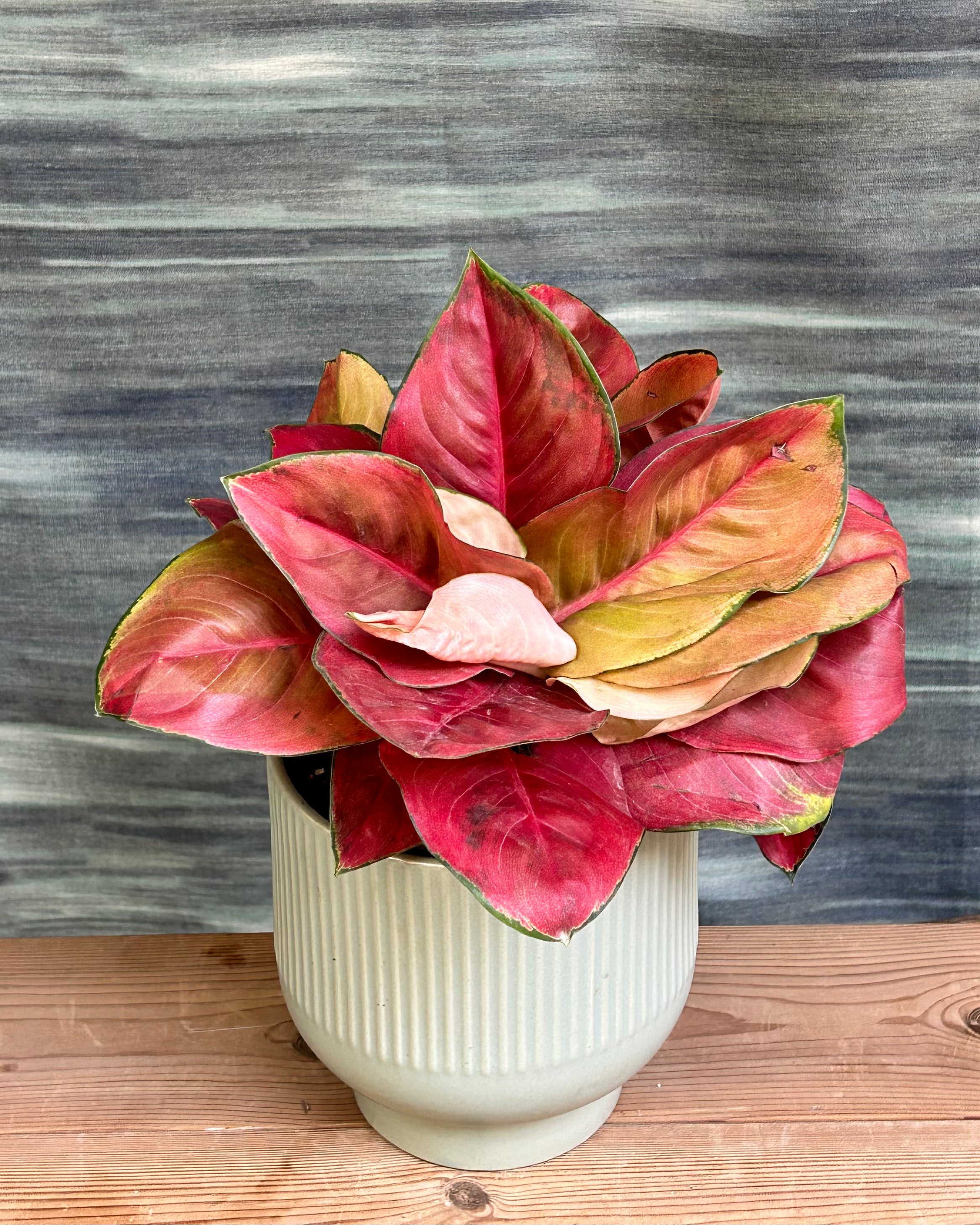 Aglaonema Thailand Red compact plant gift option for buyers in Delhi and across India