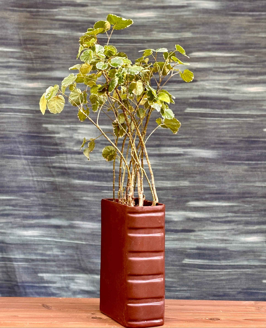 Aralia in a Book Planterie Studio Pvt. Ltd.