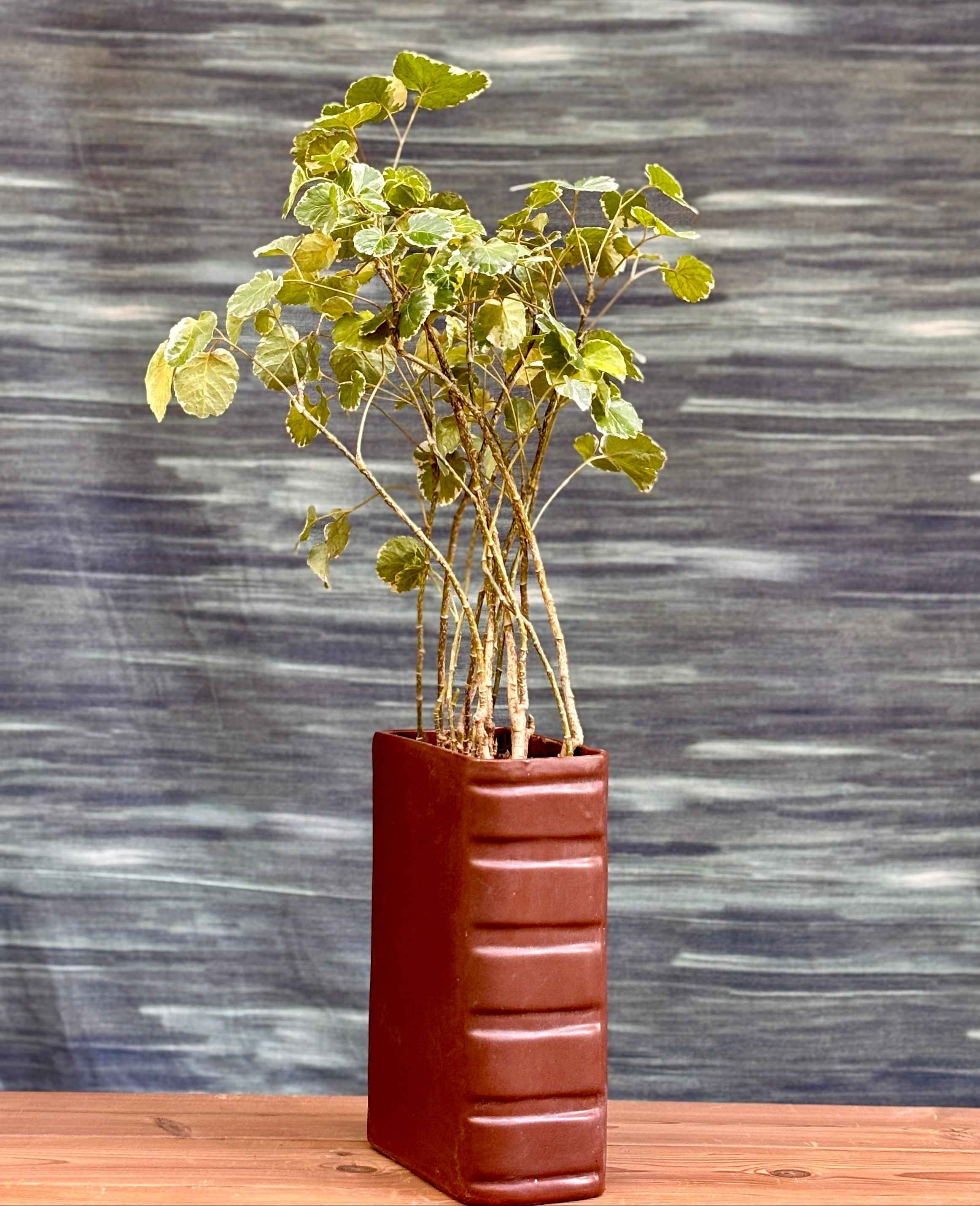 Aralia in a Book Planterie Studio Pvt. Ltd.