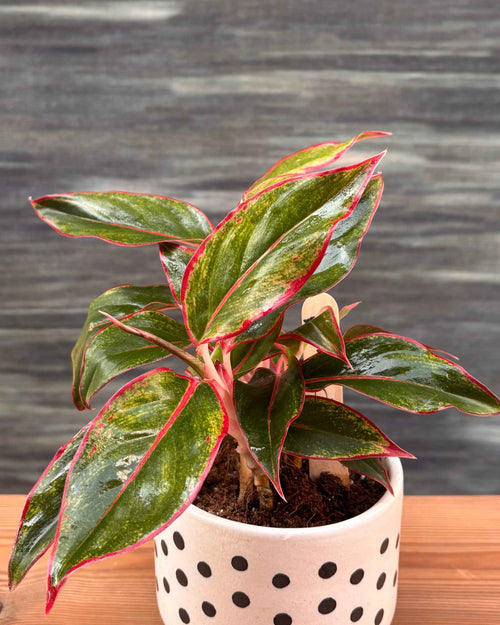 Agloanema Lipstick in Polka Planterie Studio Pvt. Ltd.