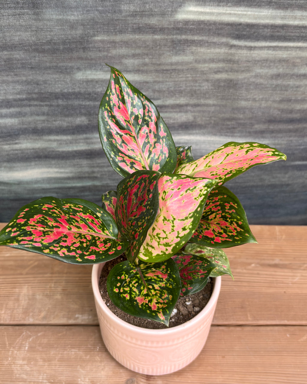 Aglaonema Red-Pink in Pink Mandala