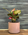 Aglaonema Red-Pink in Pink Mandala