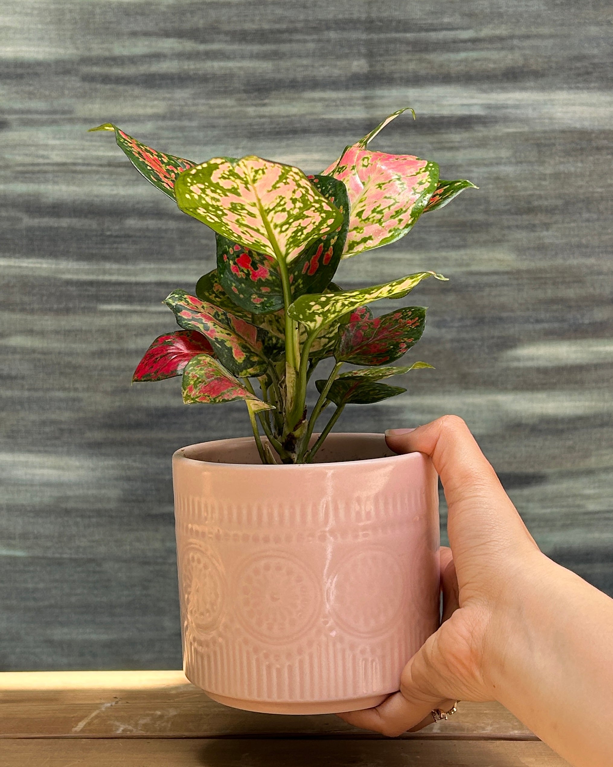 Aglaonema Red-Pink in Pink Mandala