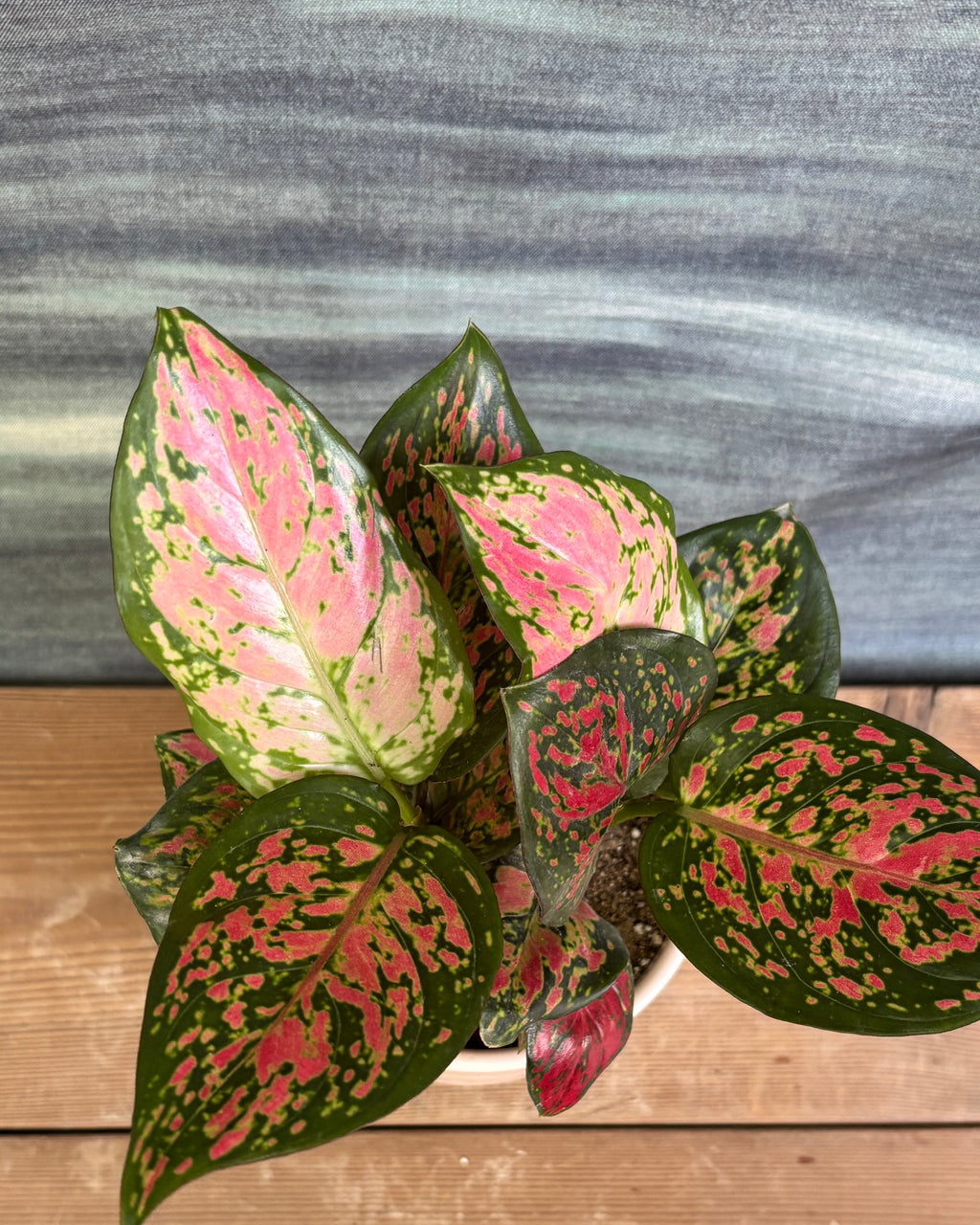 Aglaonema Red-Pink in Pink Mandala