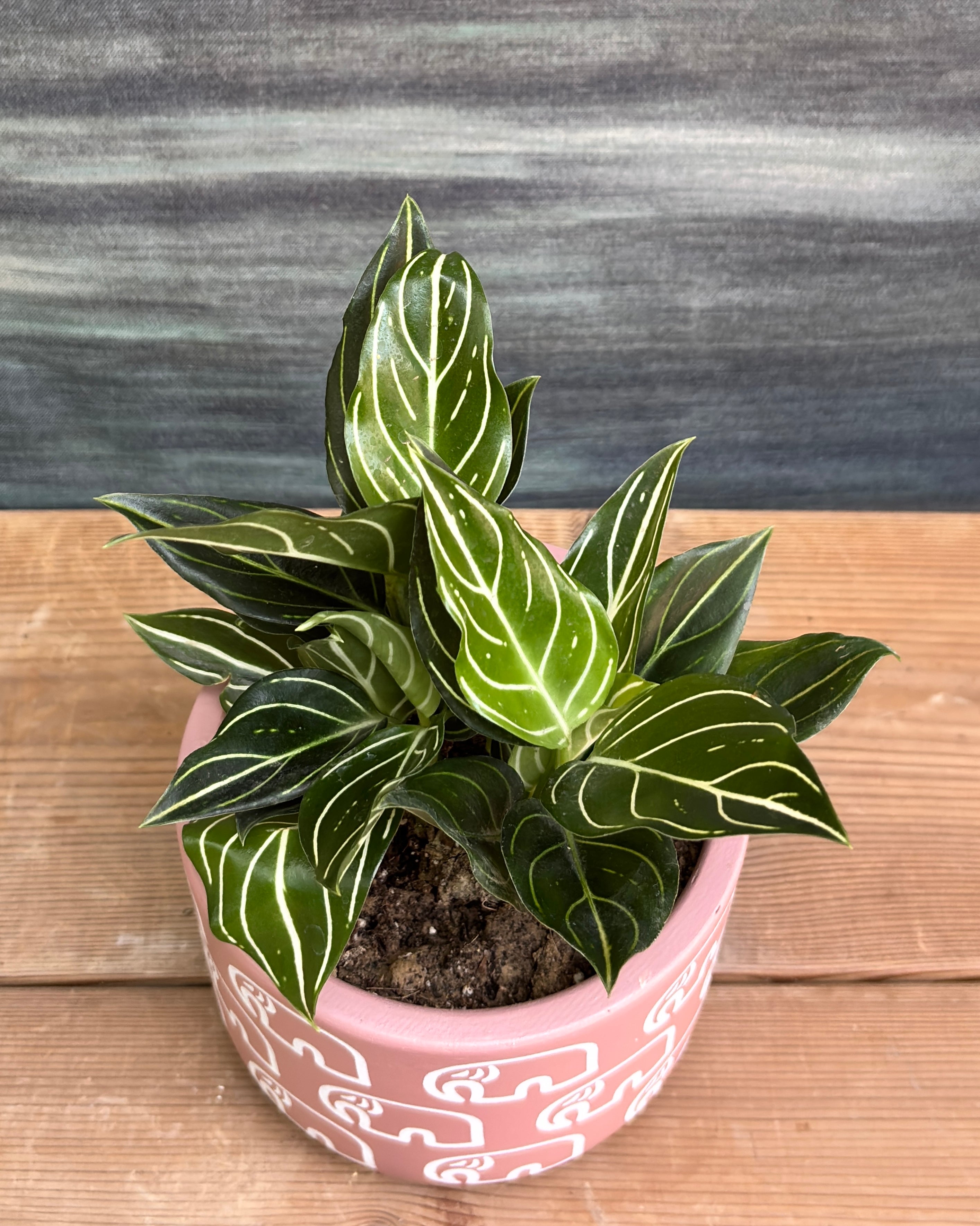 Aglaonema White Vein in Elephant Pastel