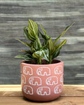 Aglaonema White Vein in Elephant Pastel