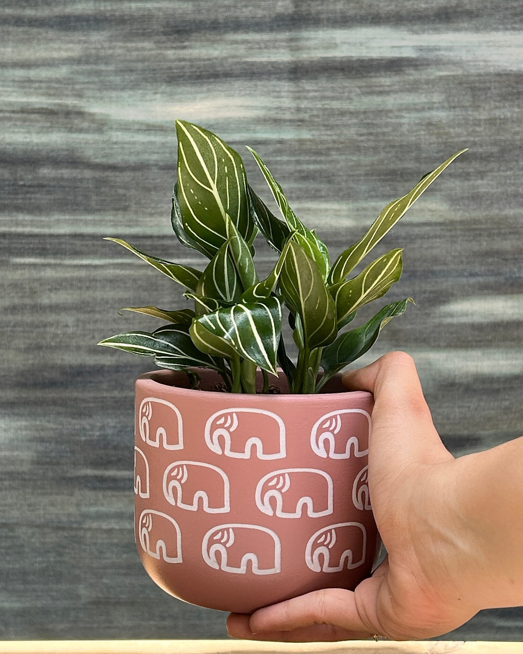 Aglaonema White Vein in Elephant Pastel