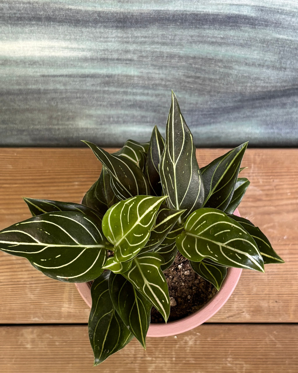 Aglaonema White Vein in Elephant Pastel