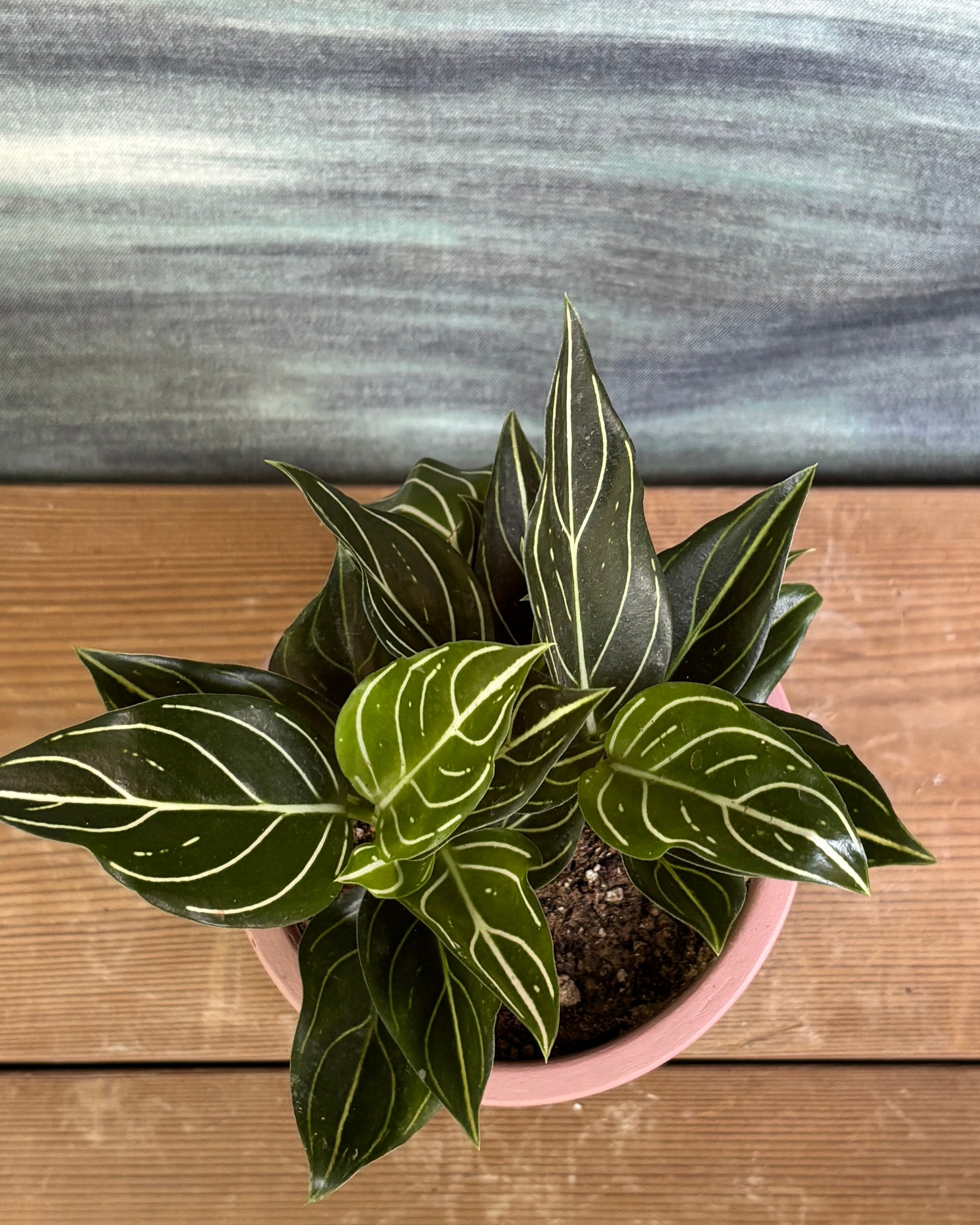 Aglaonema White Vein in Elephant Pastel