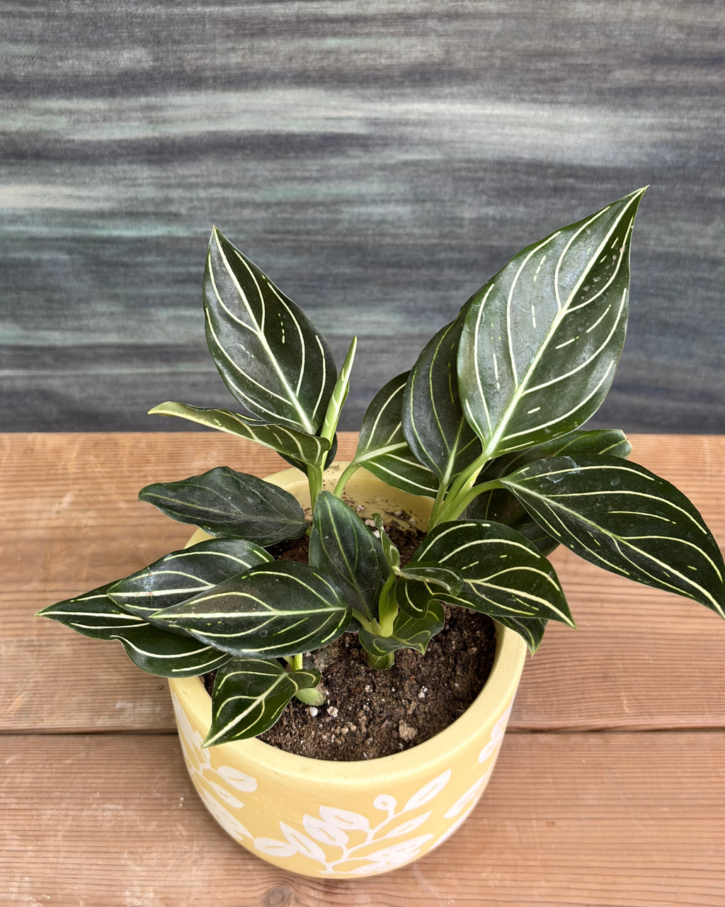 Aglaonema White Vein in Yellow Basil