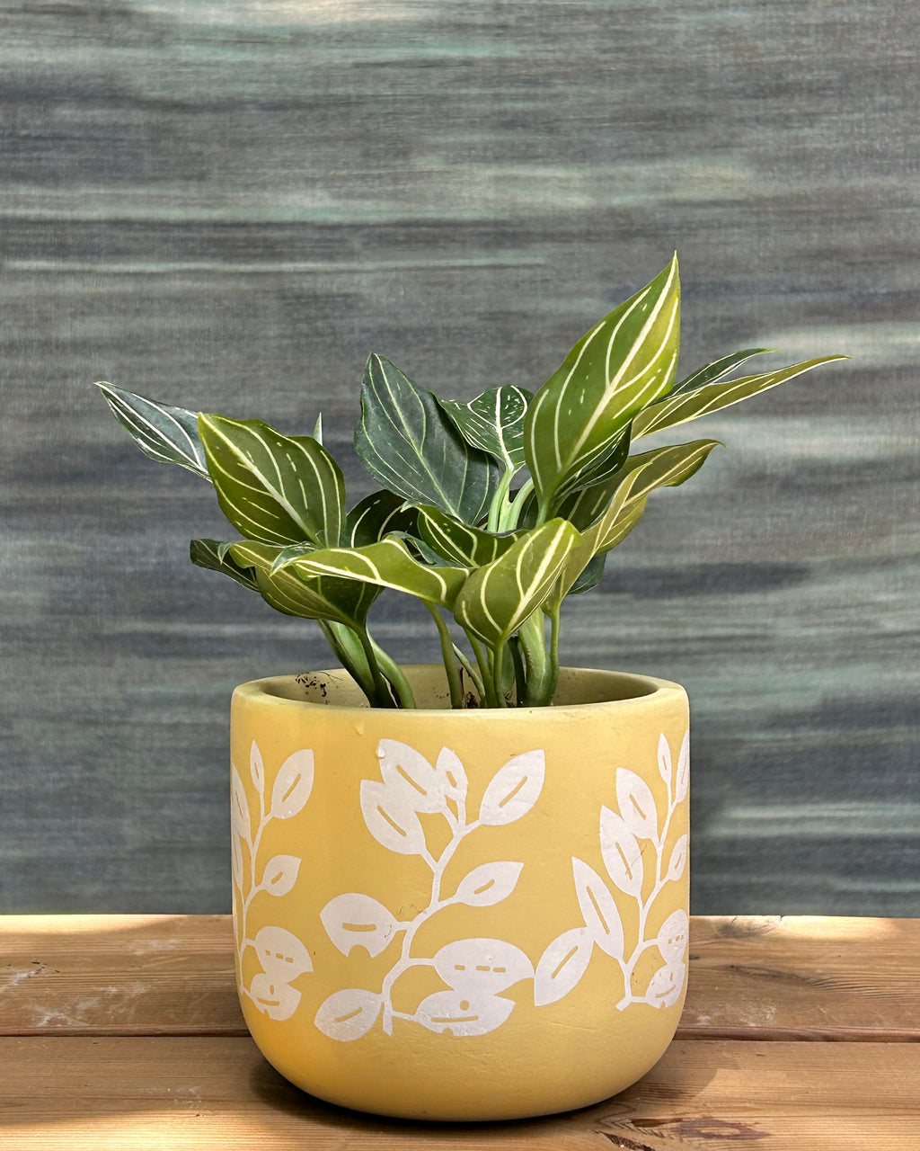 Aglaonema White Vein in Yellow Basil