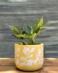 Aglaonema White Vein in Yellow Basil
