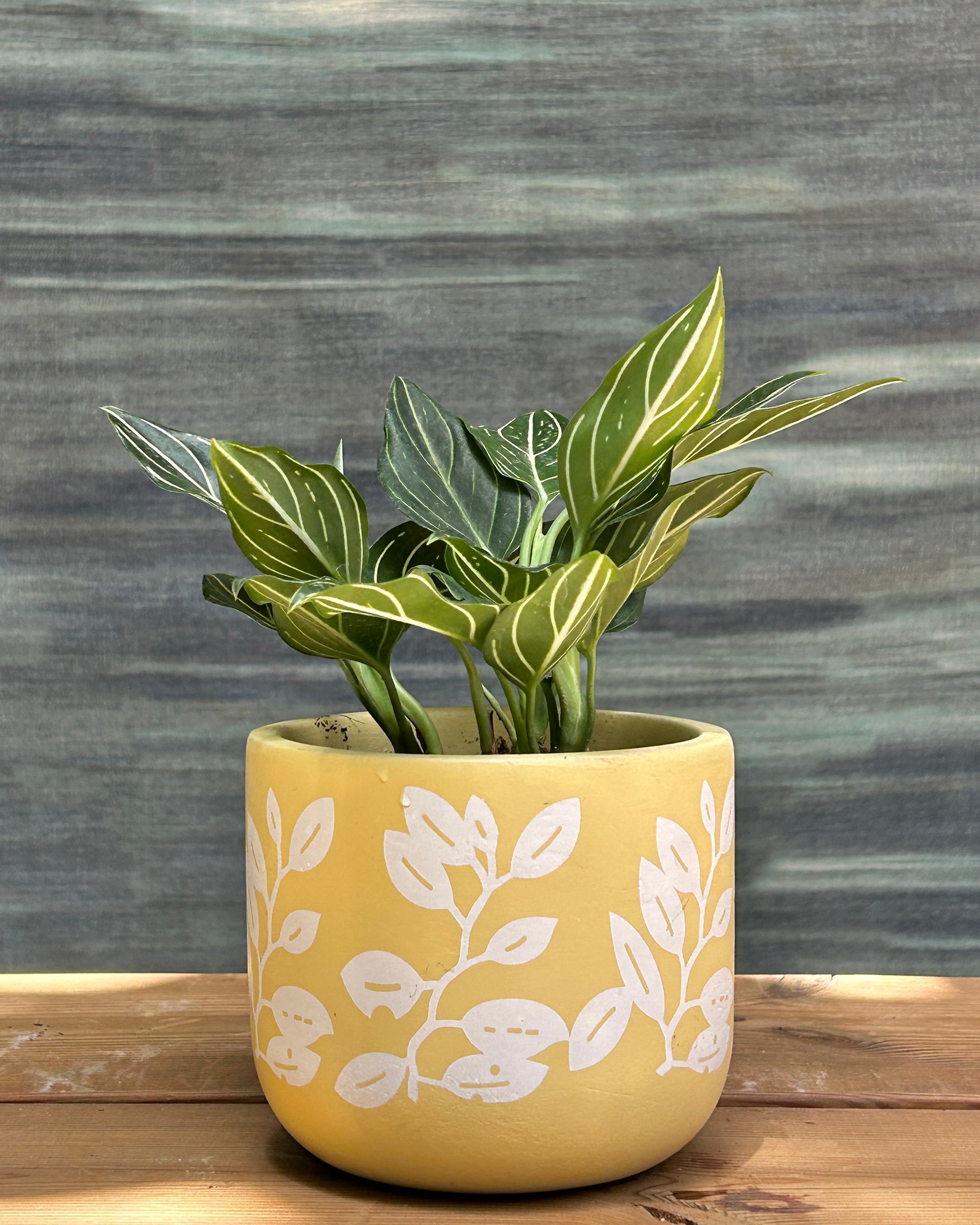 Aglaonema White Vein in Yellow Basil