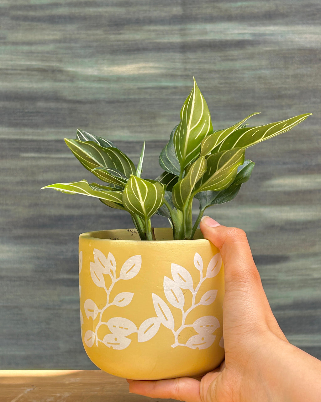 Aglaonema White Vein in Yellow Basil