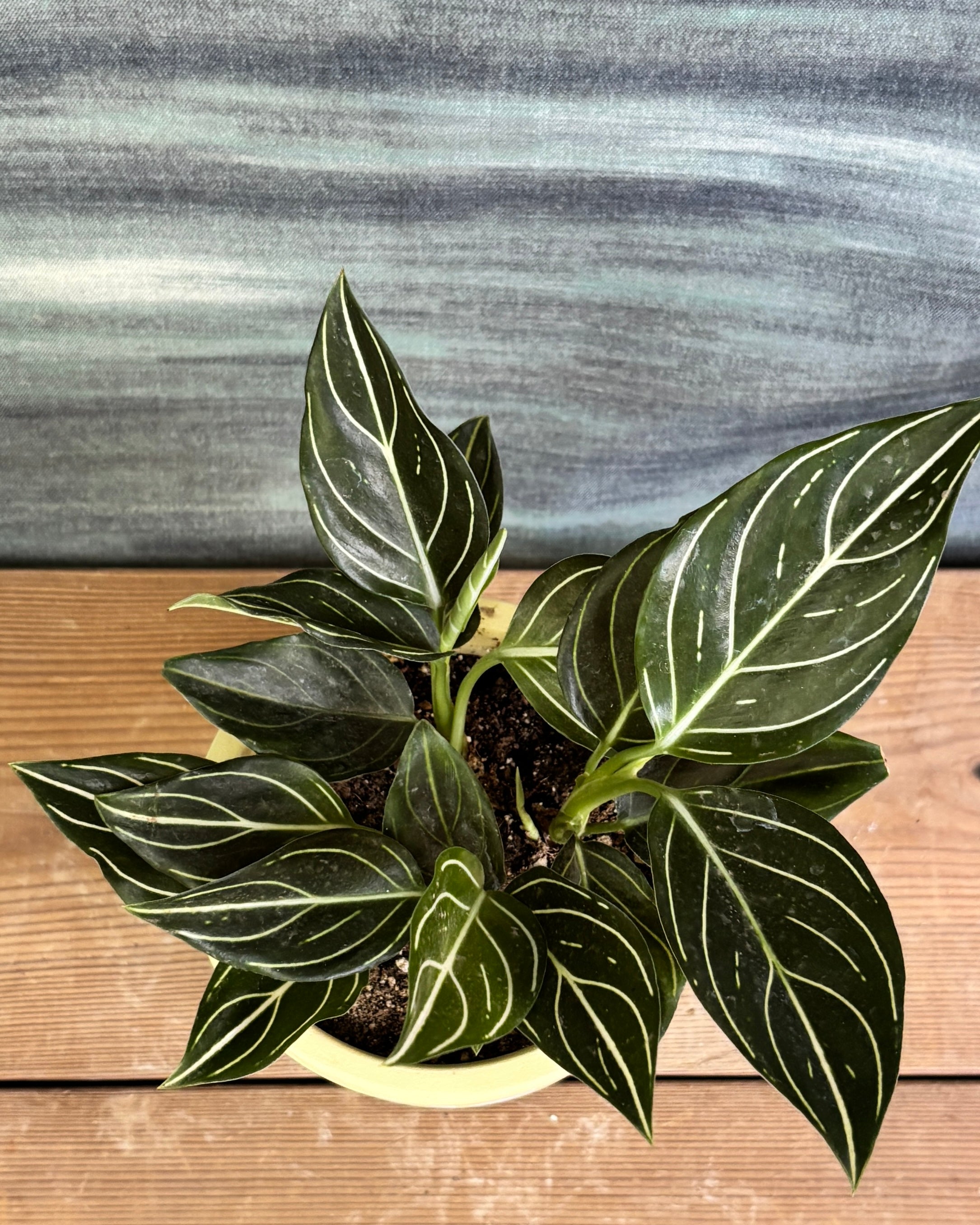 Aglaonema White Vein in Yellow Basil