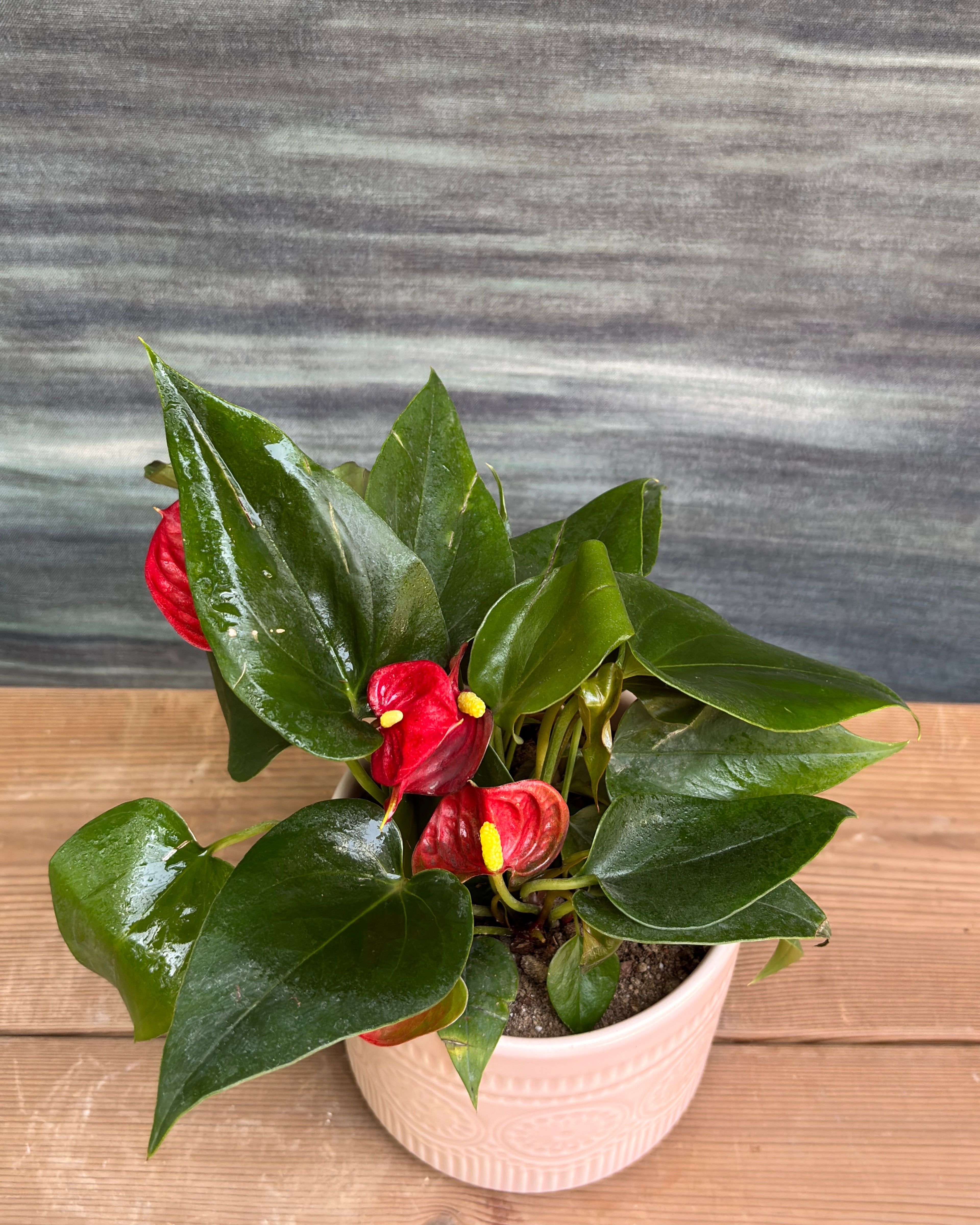 Anthurium Flamingo in Pink Mandala