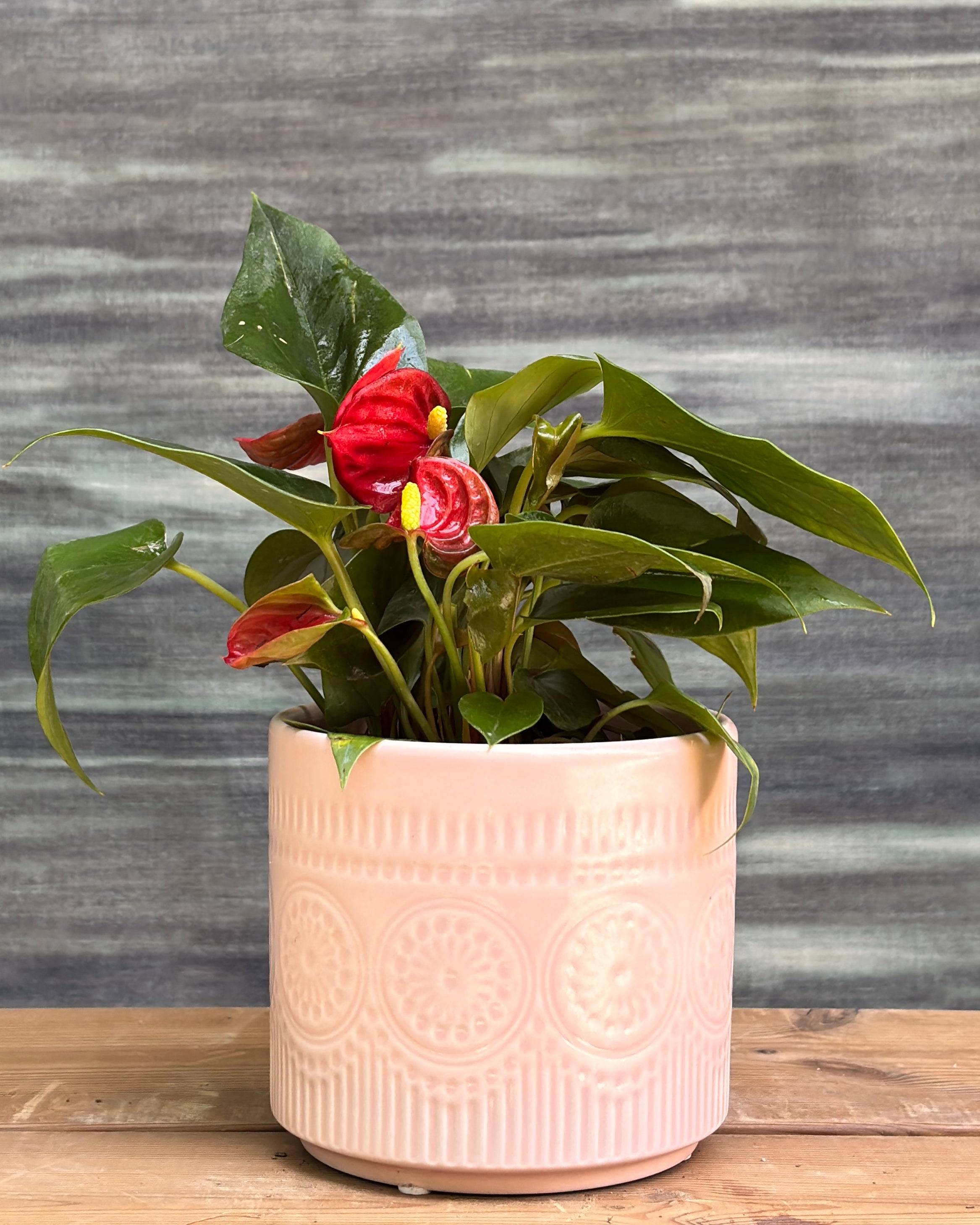 Anthurium Flamingo in Pink Mandala