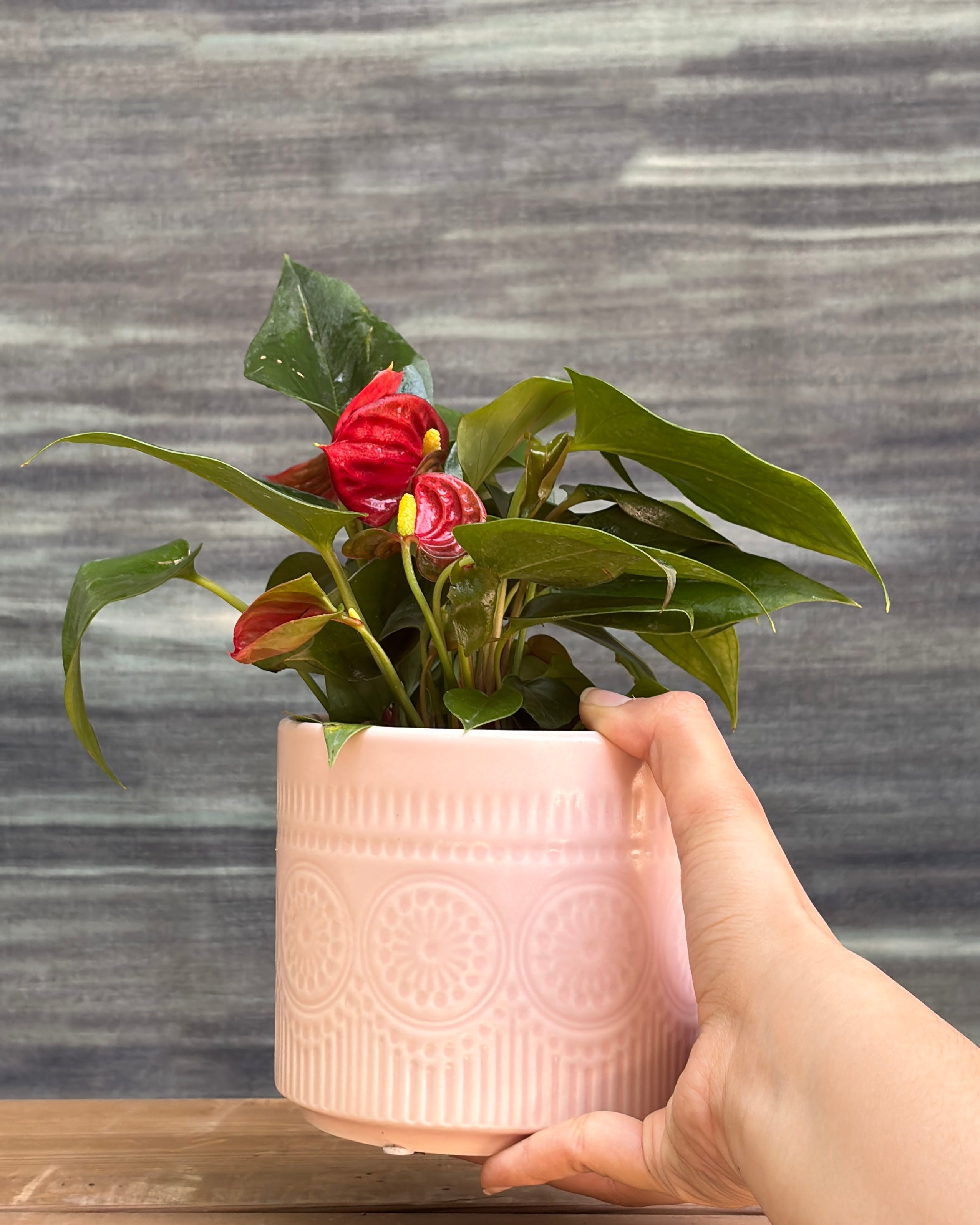 Anthurium Flamingo in Pink Mandala