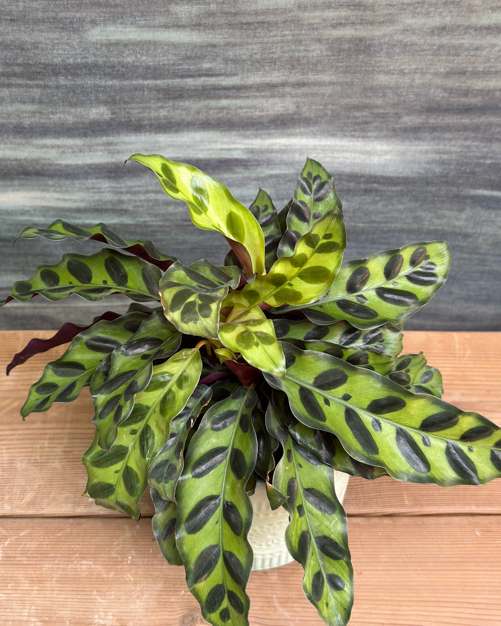 Rattle Snake Calathea in Green Mandala