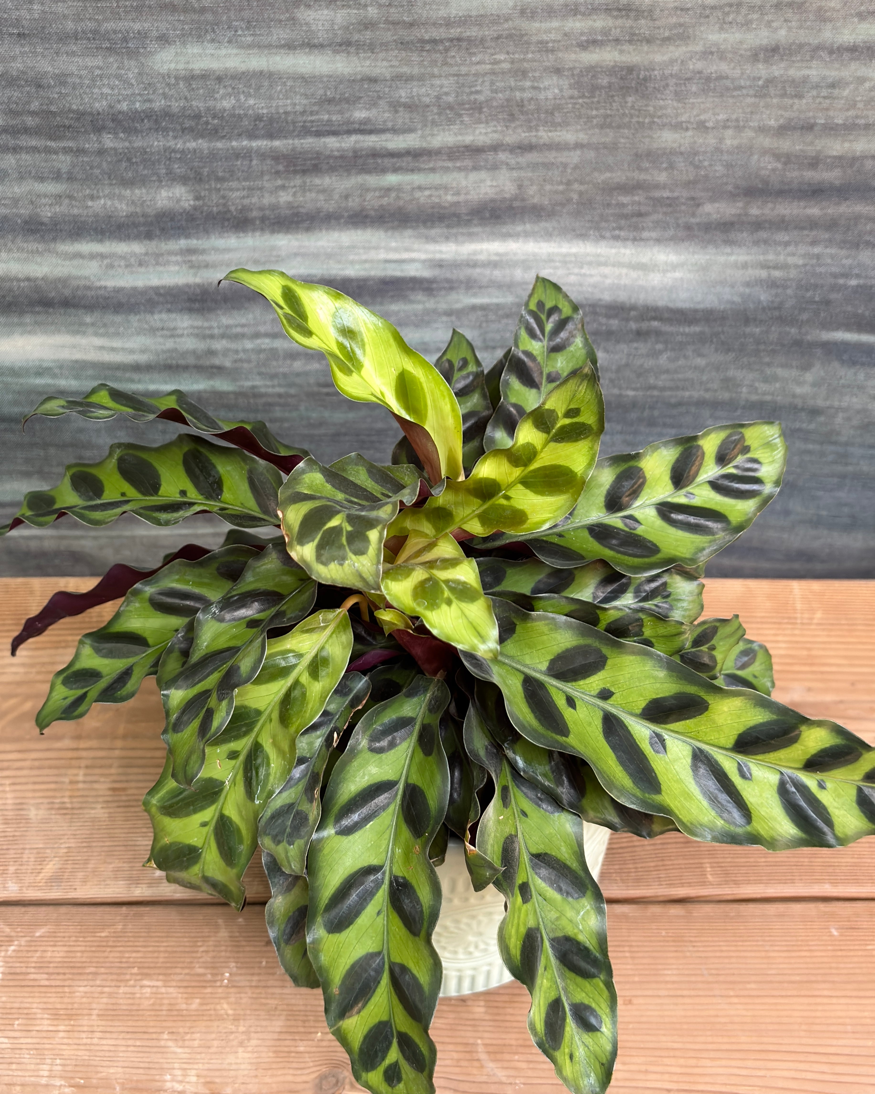Rattle Snake Calathea in Green Mandala