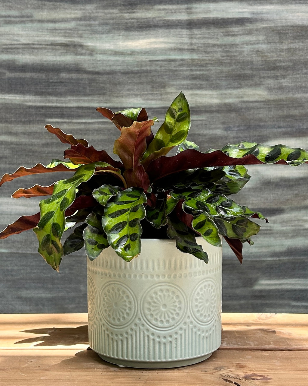 Rattle Snake Calathea in Green Mandala