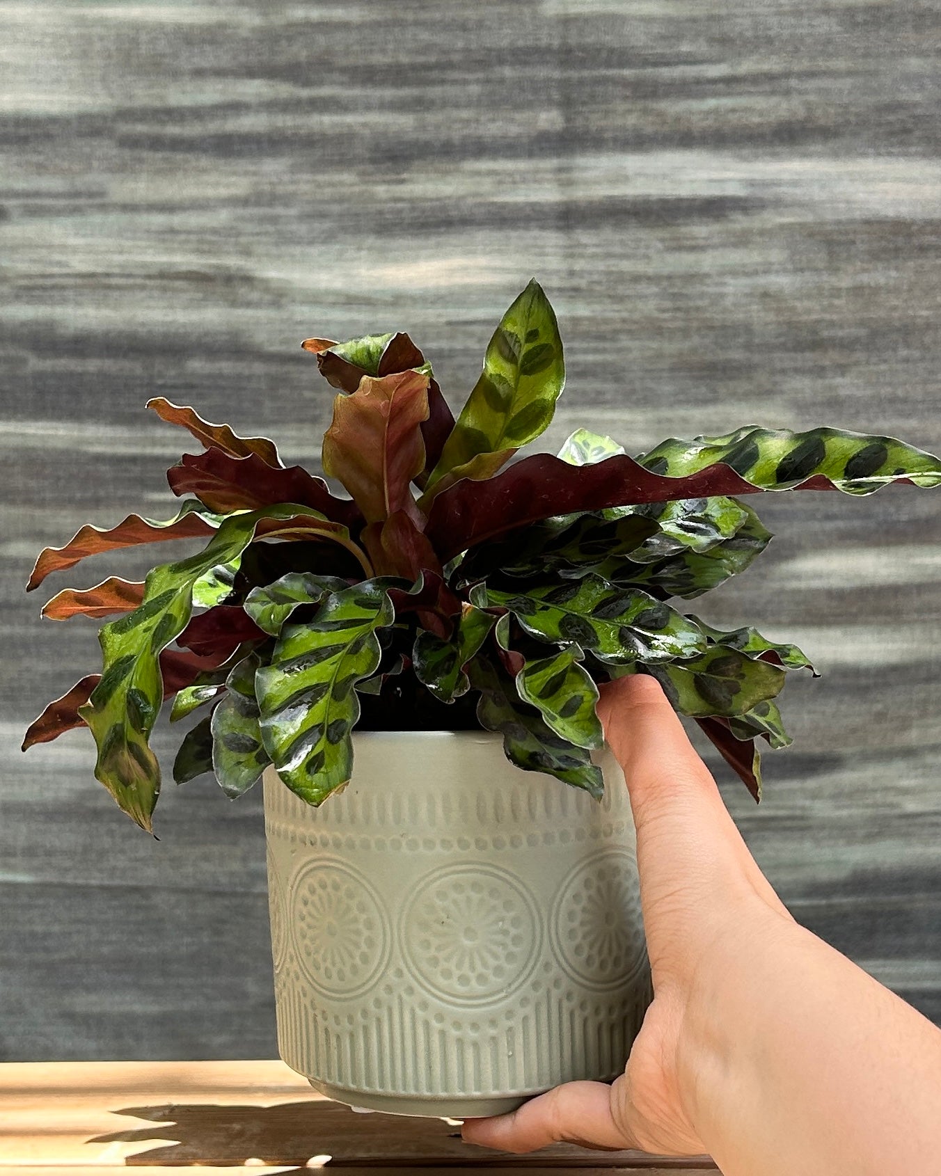 Rattle Snake Calathea in Green Mandala