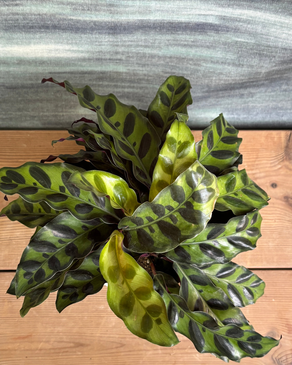 Rattle Snake Calathea in Green Mandala