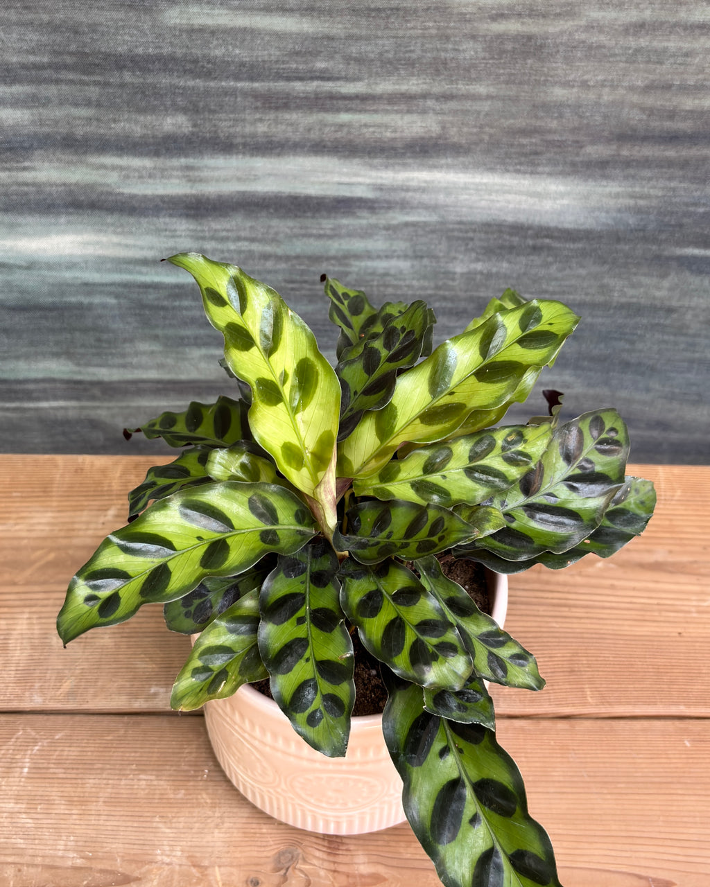 Rattle Snake Calathea in Pink Mandala