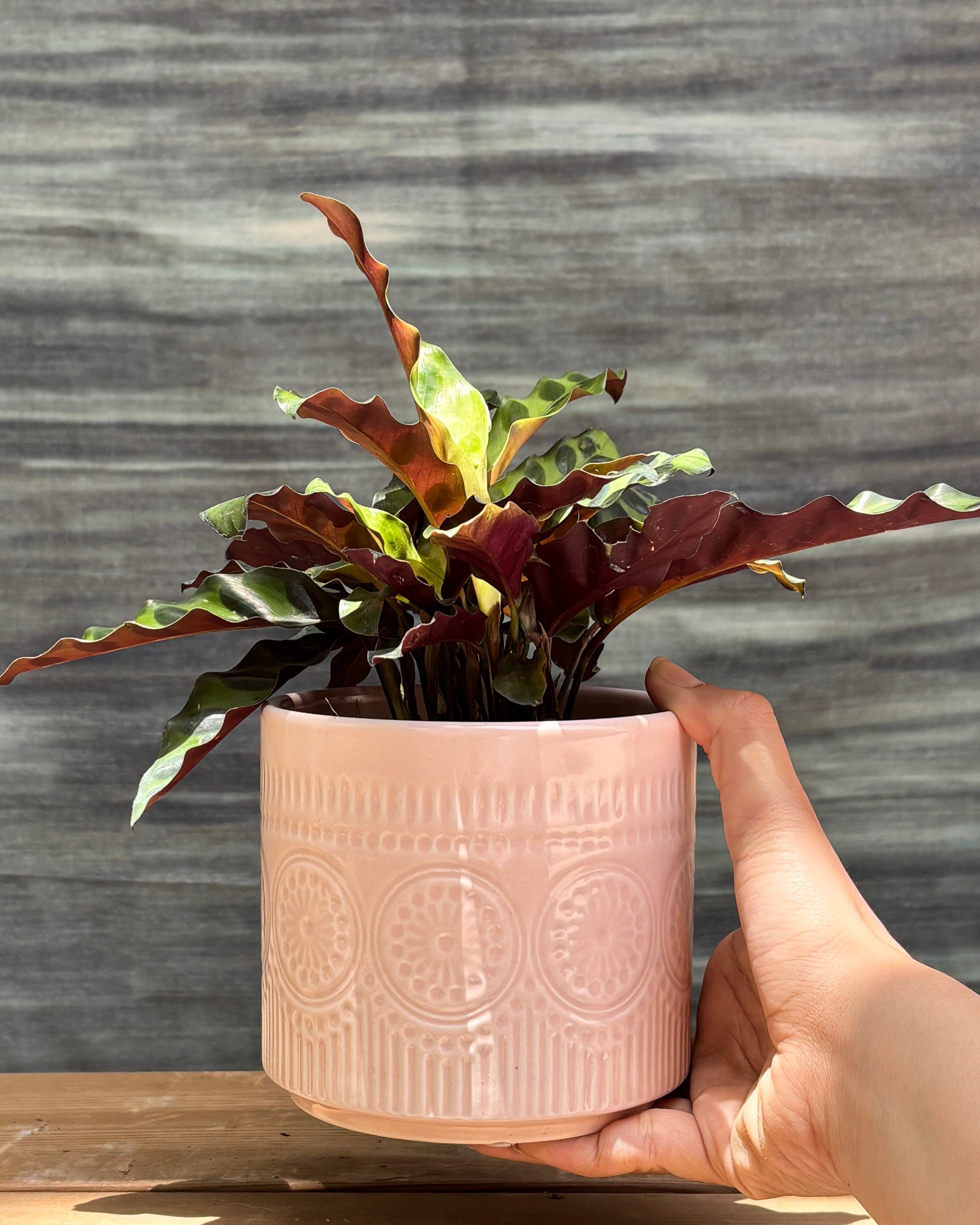 Rattle Snake Calathea in Pink Mandala