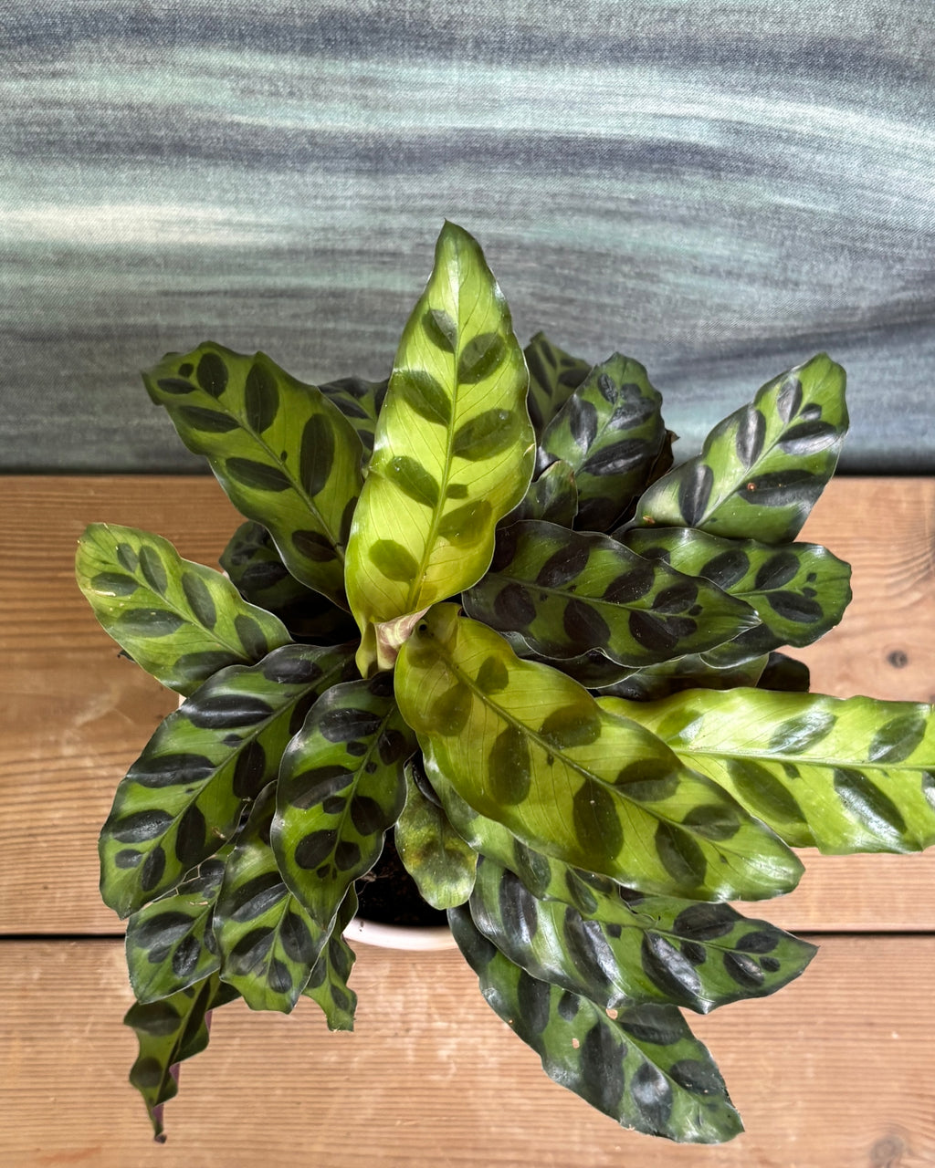 Rattle Snake Calathea in Pink Mandala