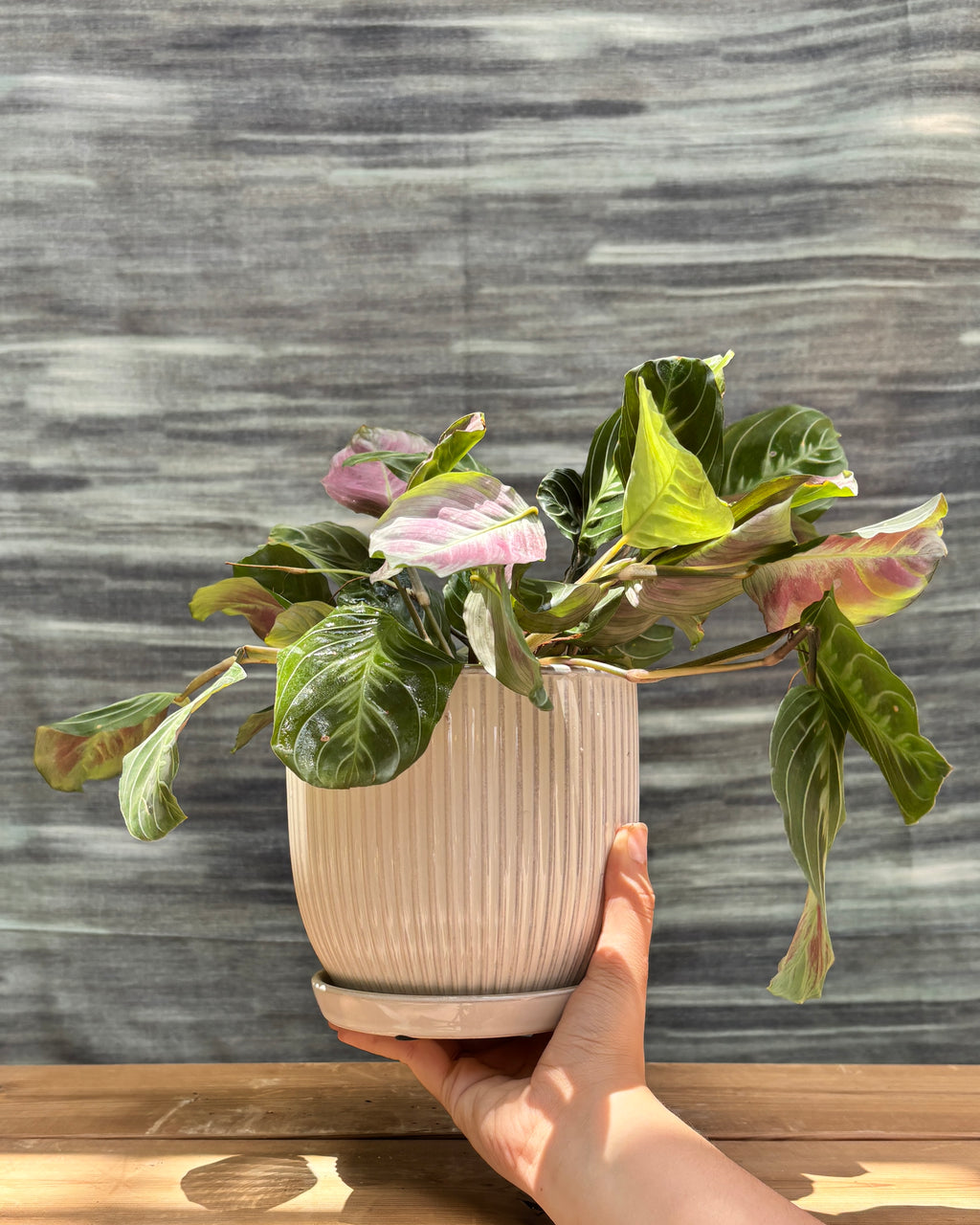 Maranta in Ceramic Plated