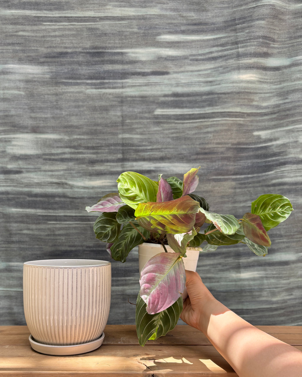Maranta in Ceramic Plated