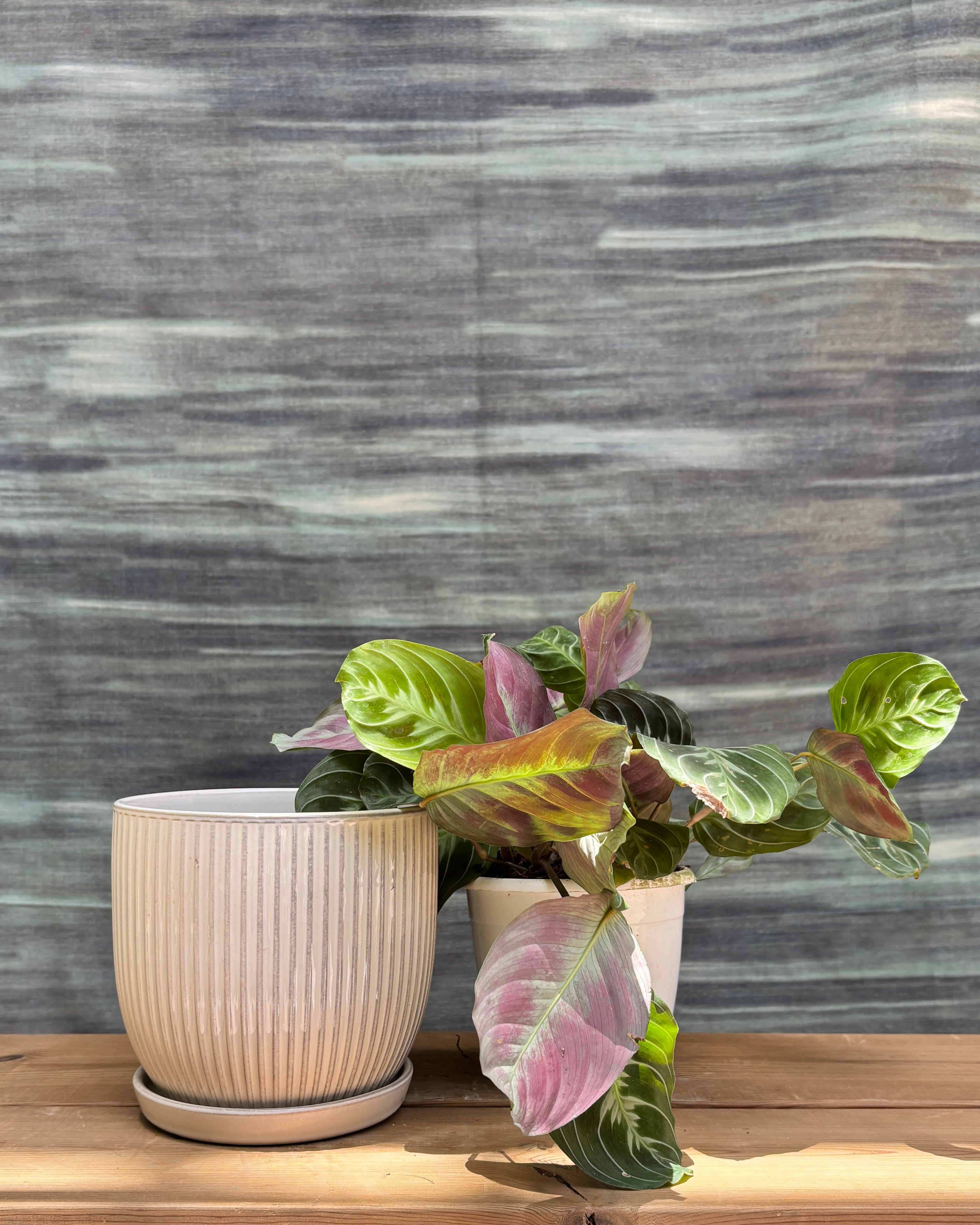 Maranta in Ceramic Plated