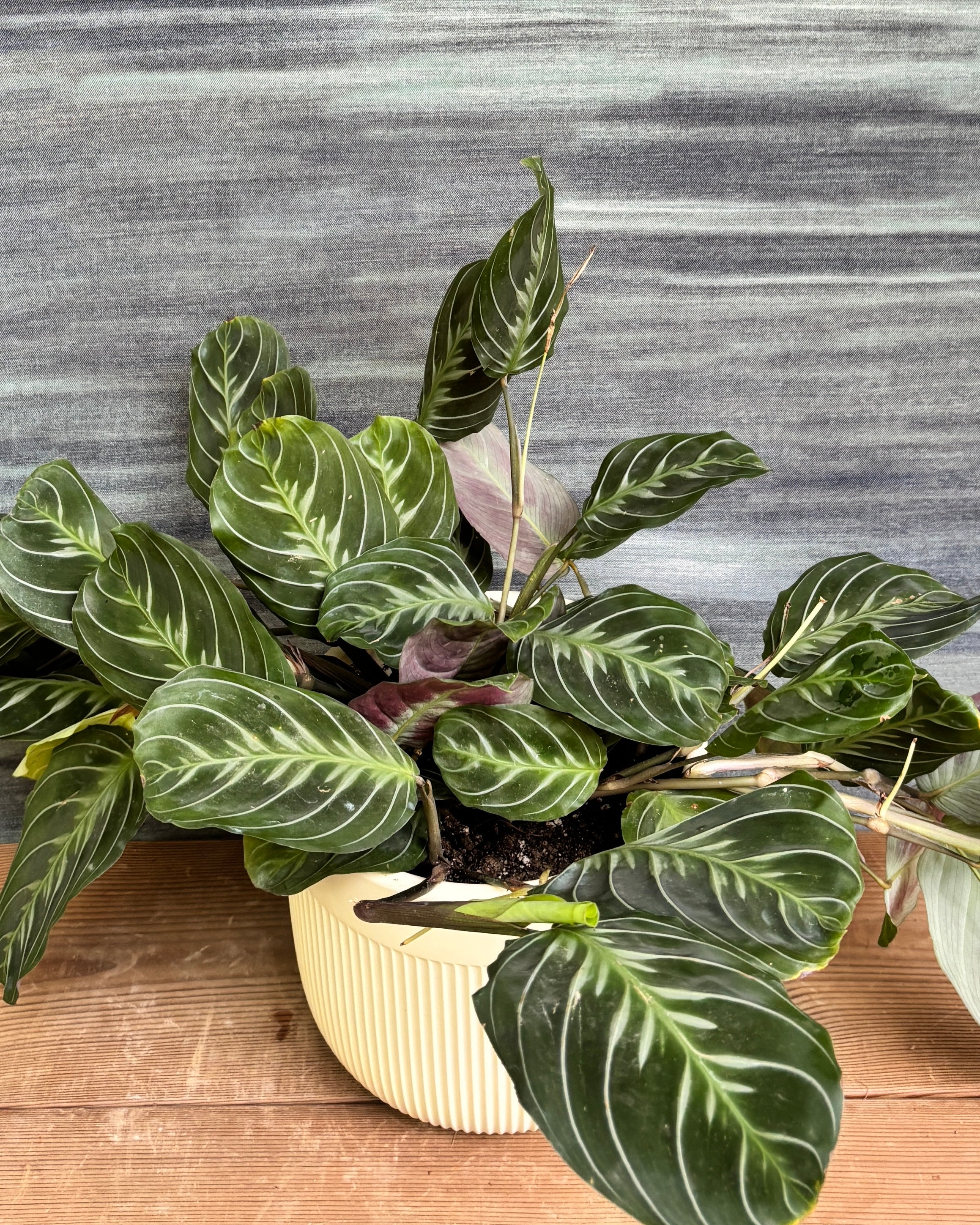 Maranta in Ribbed Band