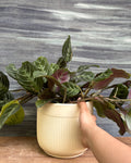 Maranta in Ribbed Band