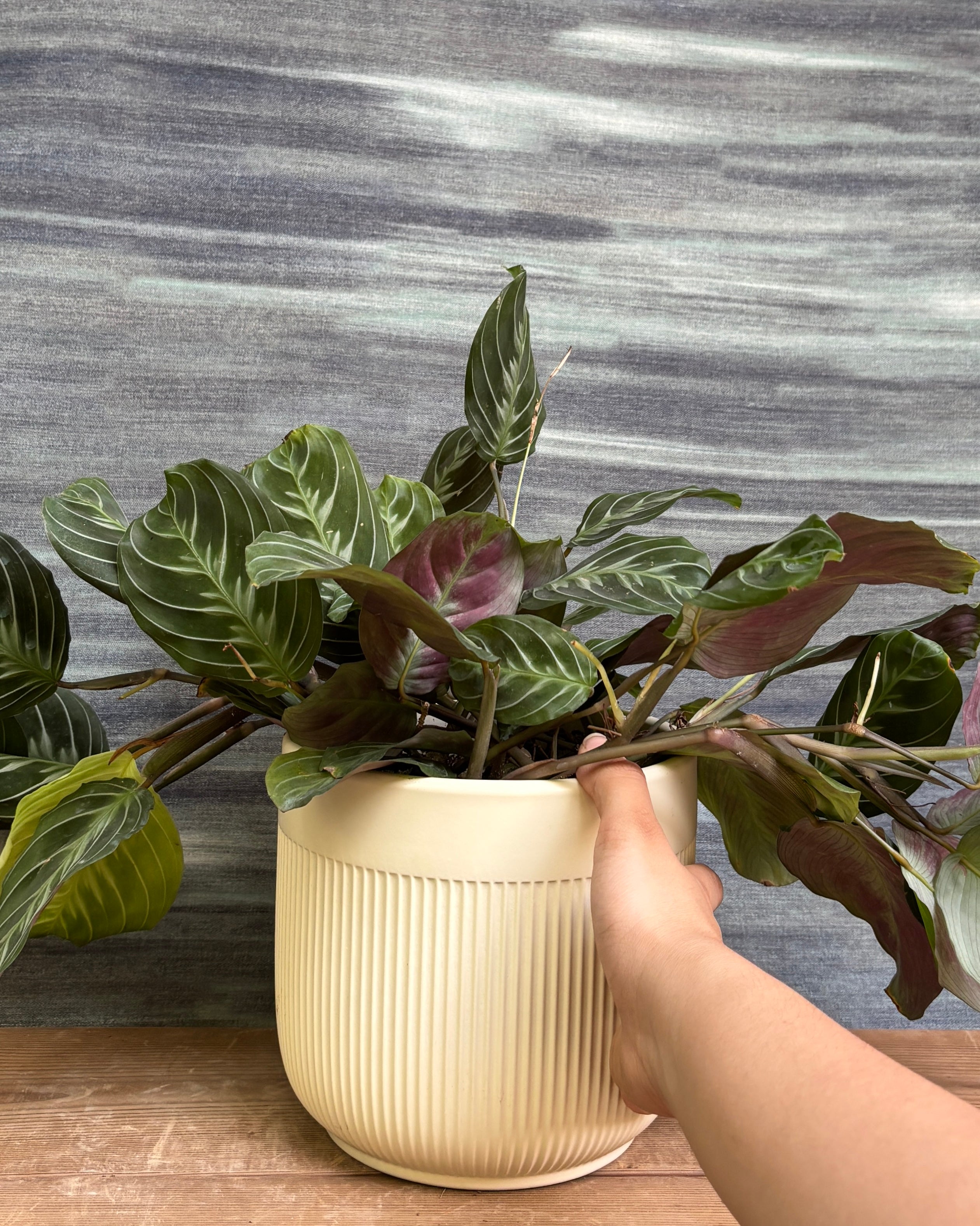 Maranta in Ribbed Band