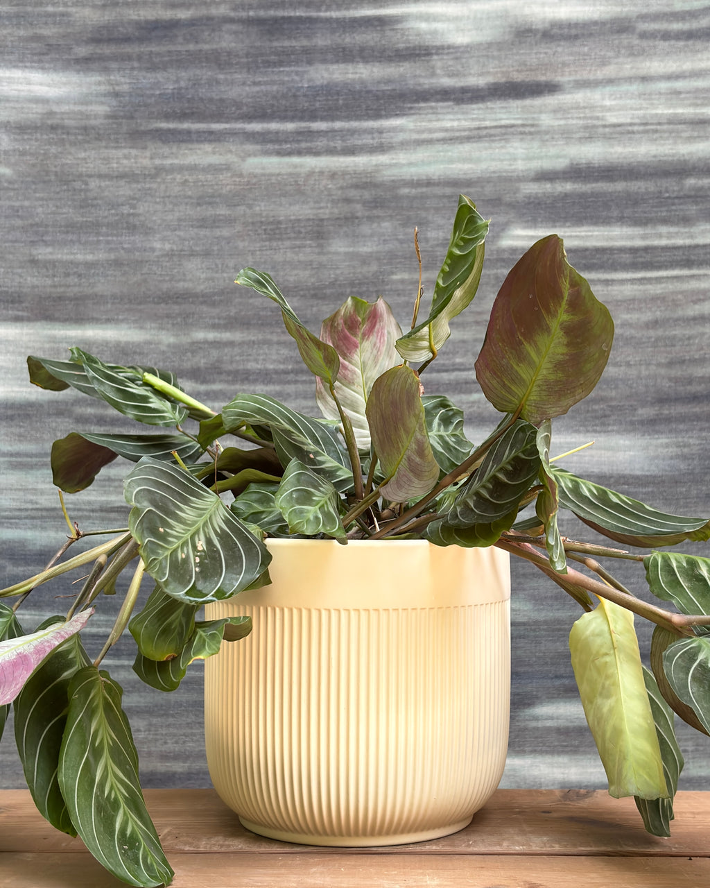 Maranta in Ribbed Band