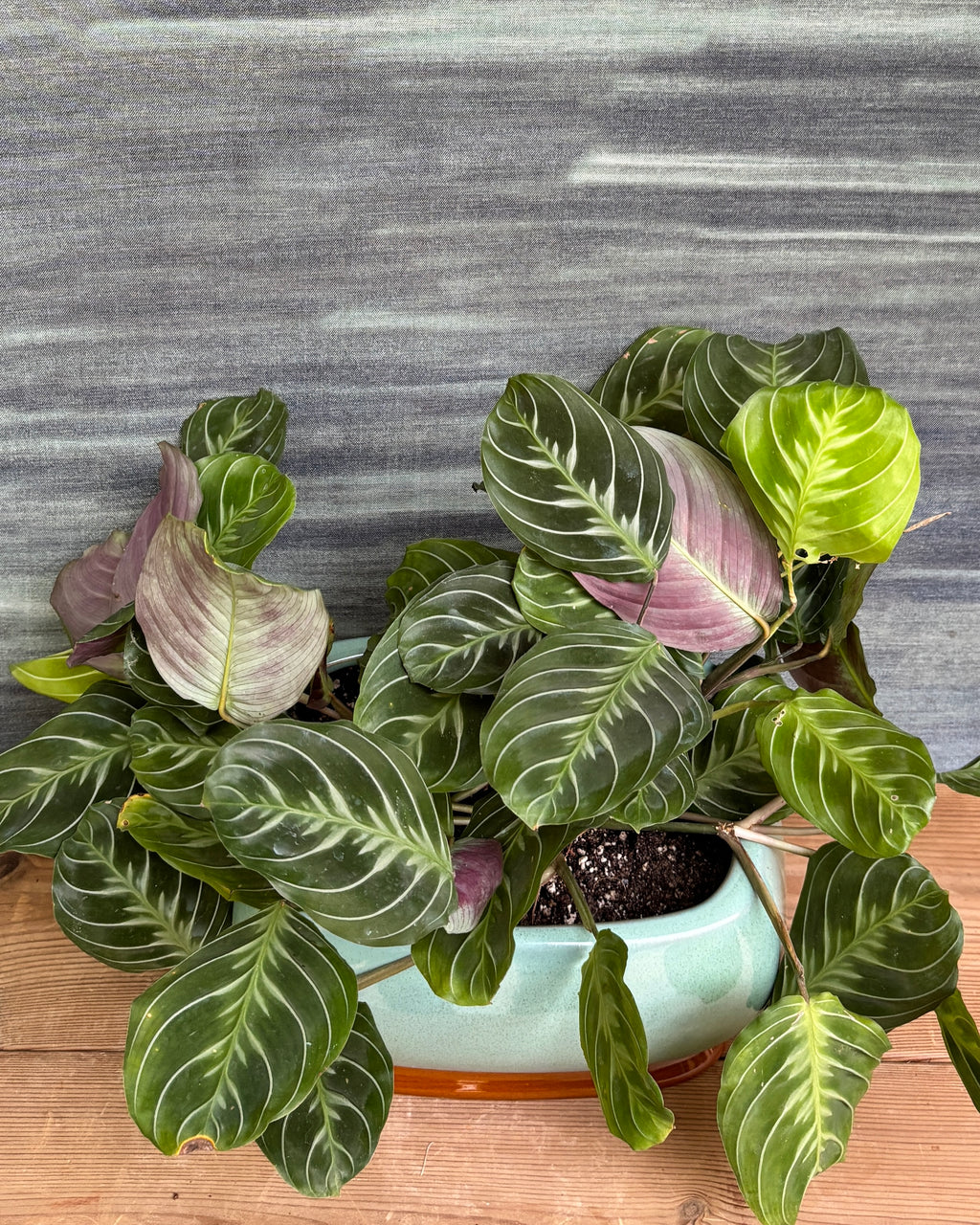 Maranta in Ceramic Smooth
