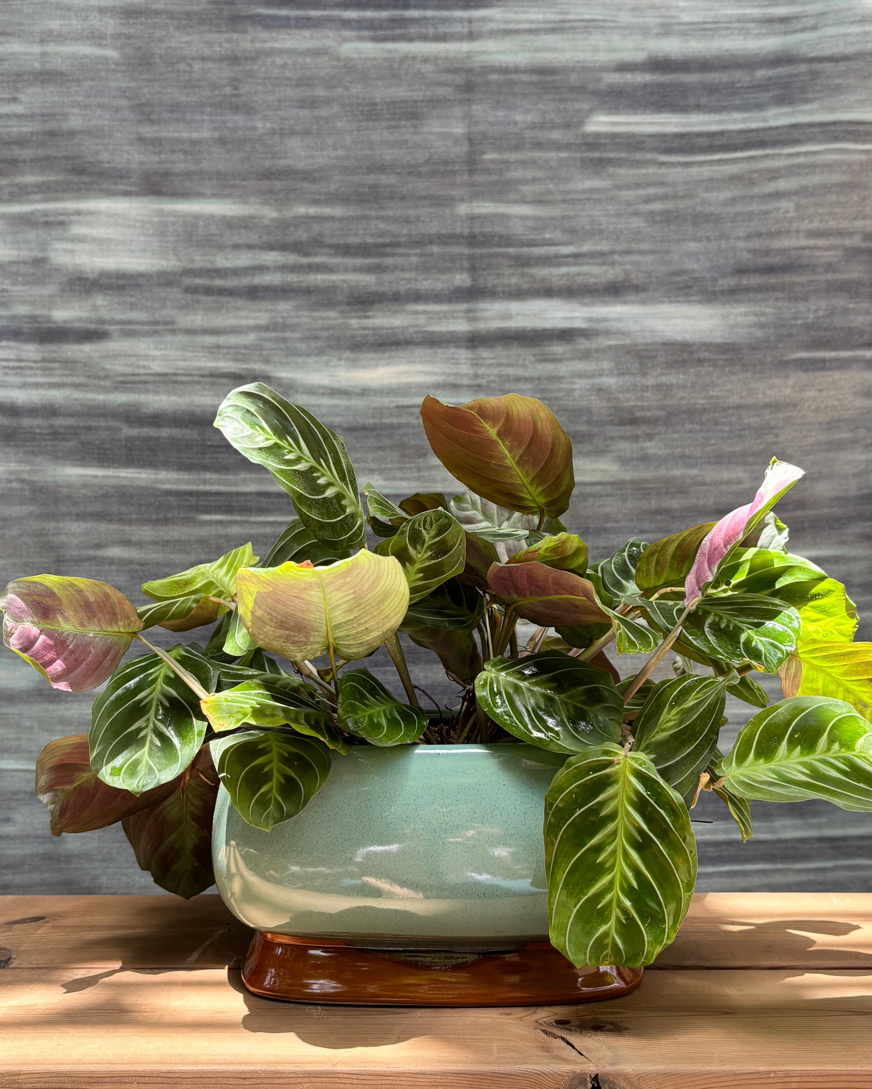 Maranta in Ceramic Smooth